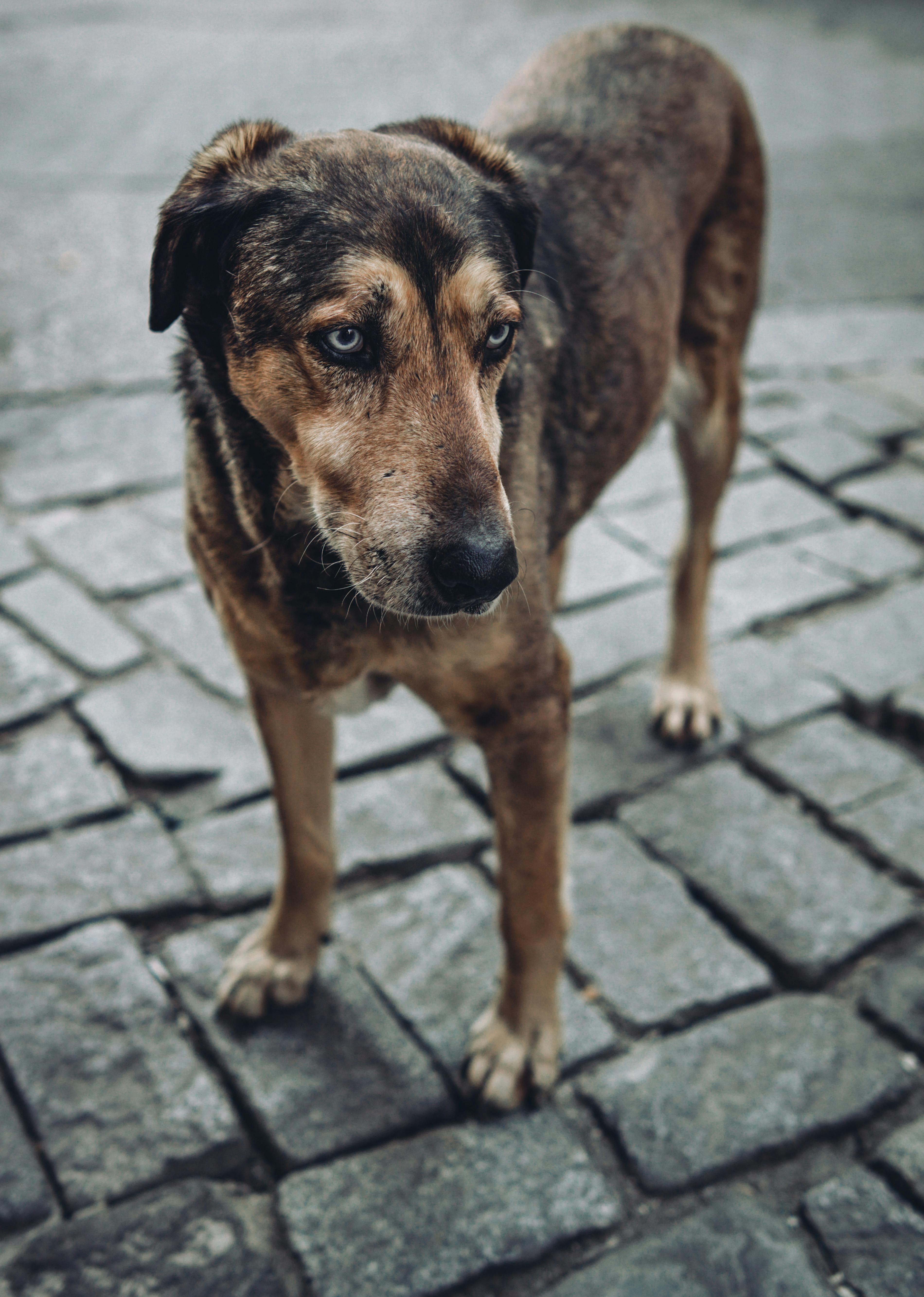 3800x5333 Stray Dog on Sidewalk · Free