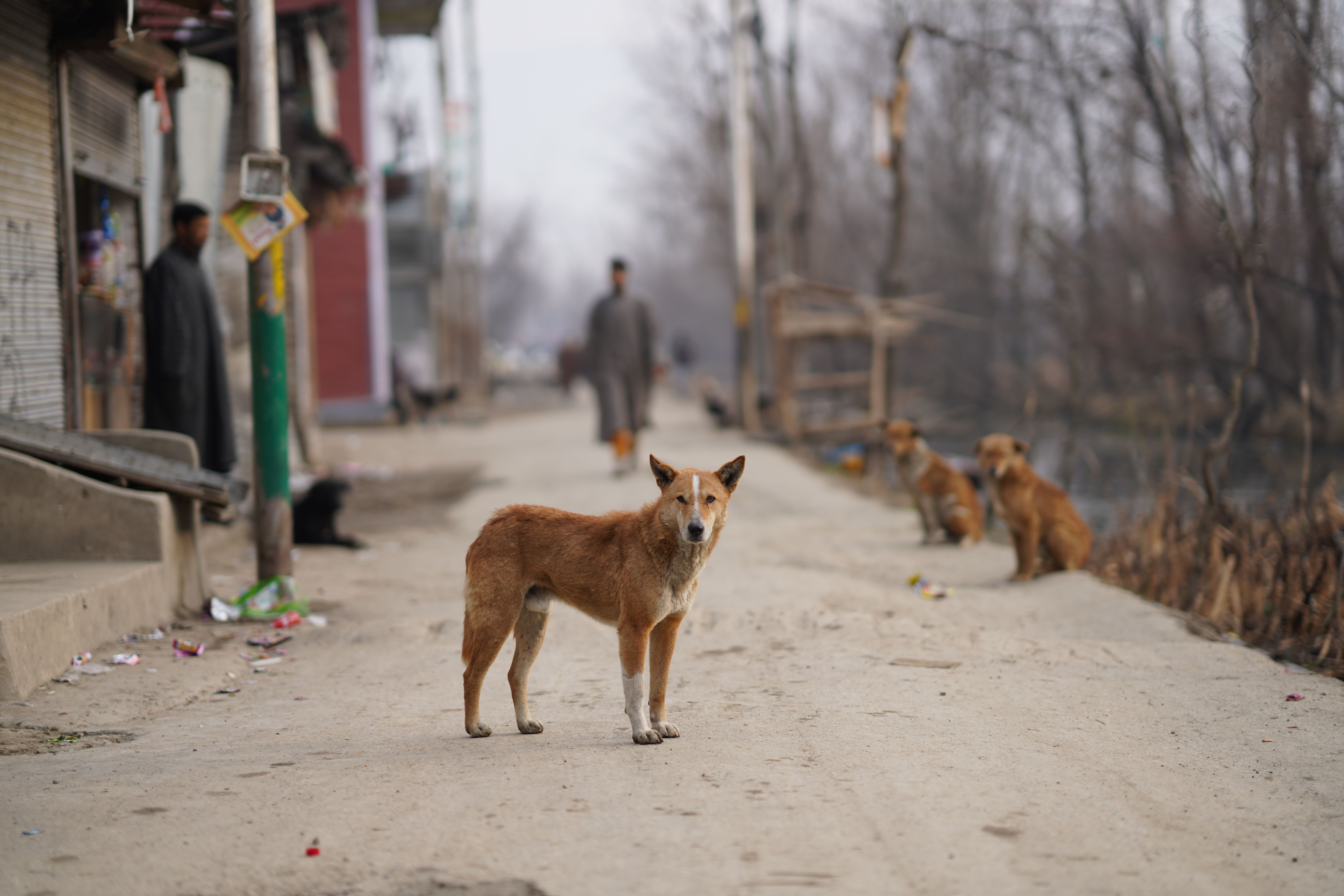 9504x6336 Stray Dogs Photo, Download The BEST Free Stray Dogs & HD Image