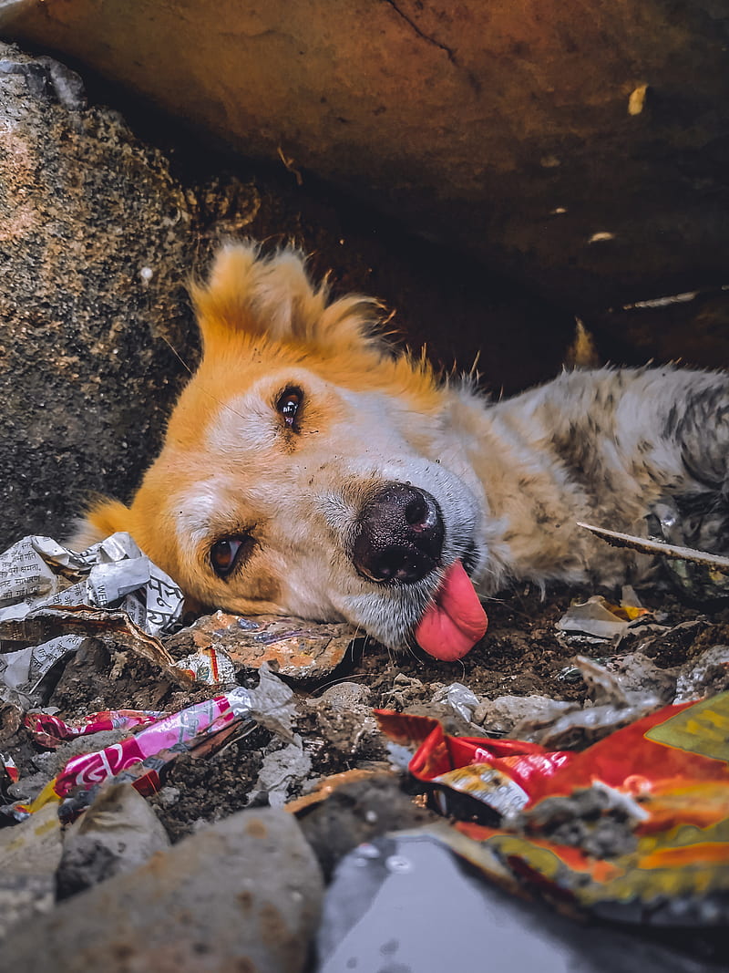 800x1067 A street dog, dog, street, HD phone wallpaper