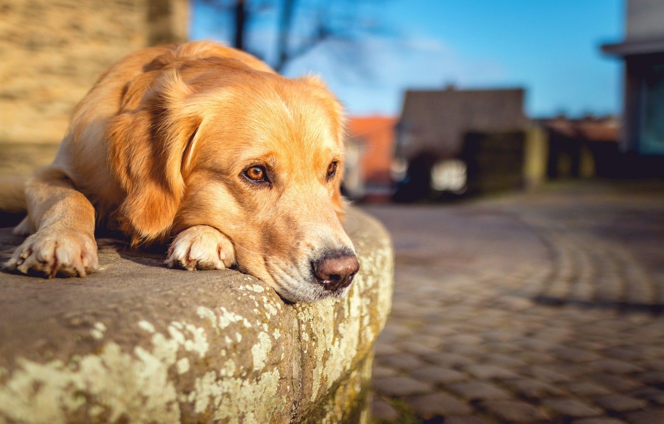 1332x850 Street Dogs Wallpaper