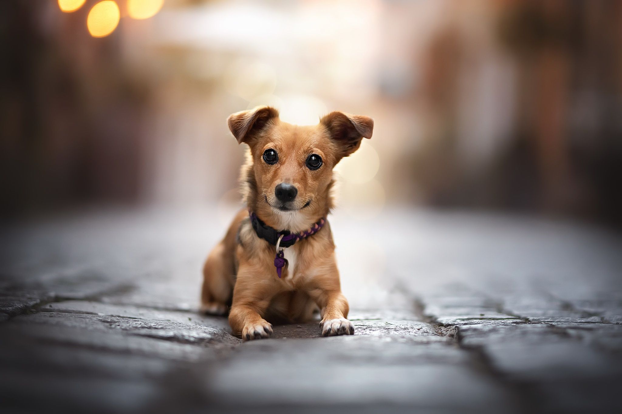 2048x1365 Wallpaper each, street, dog for mobile and desktop, section собаки, resolution 2048x1365