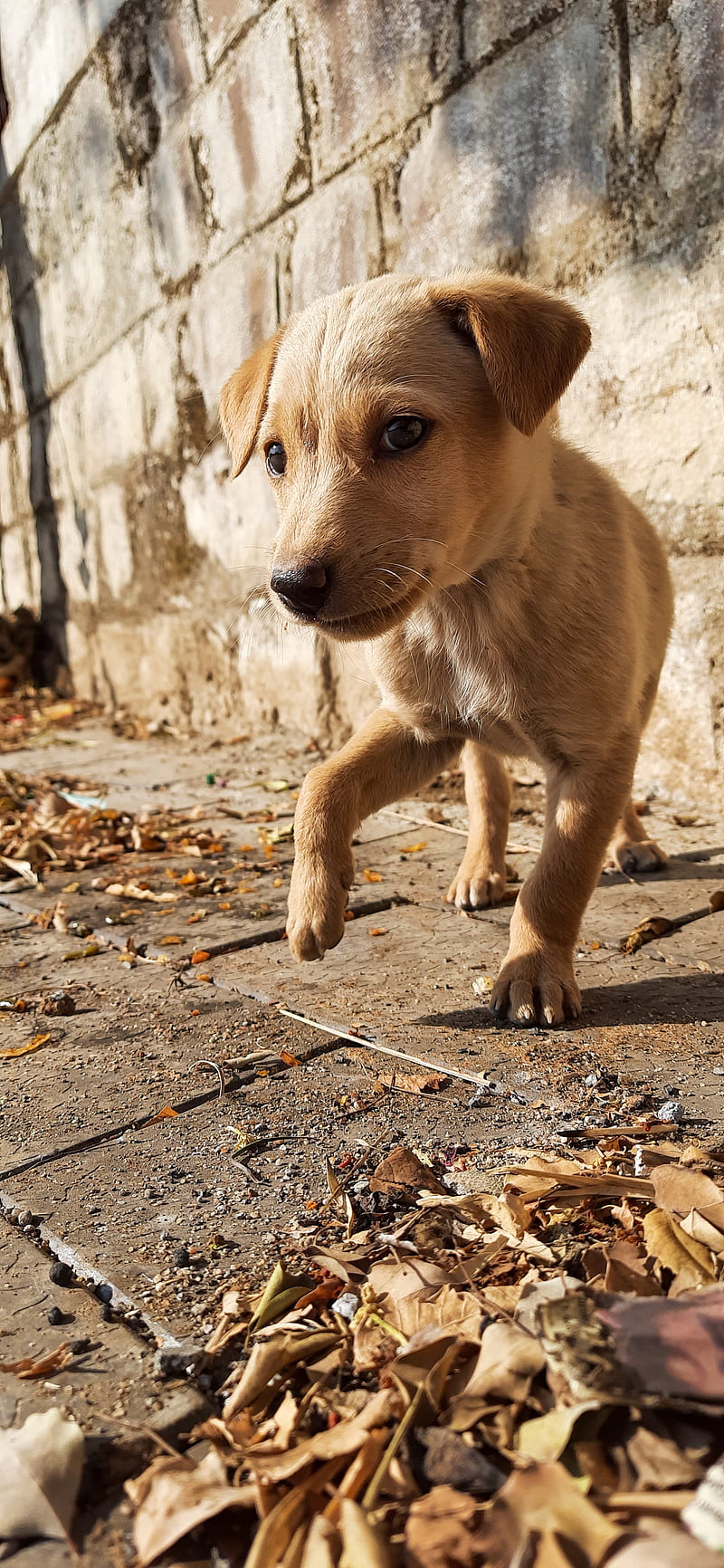800x1732 Cute Street Dog Puppy Cute Puppy, Bonito, Christmas, Dog, Dogs, iPhone, Love, Pitbull, Pug, Street, HD