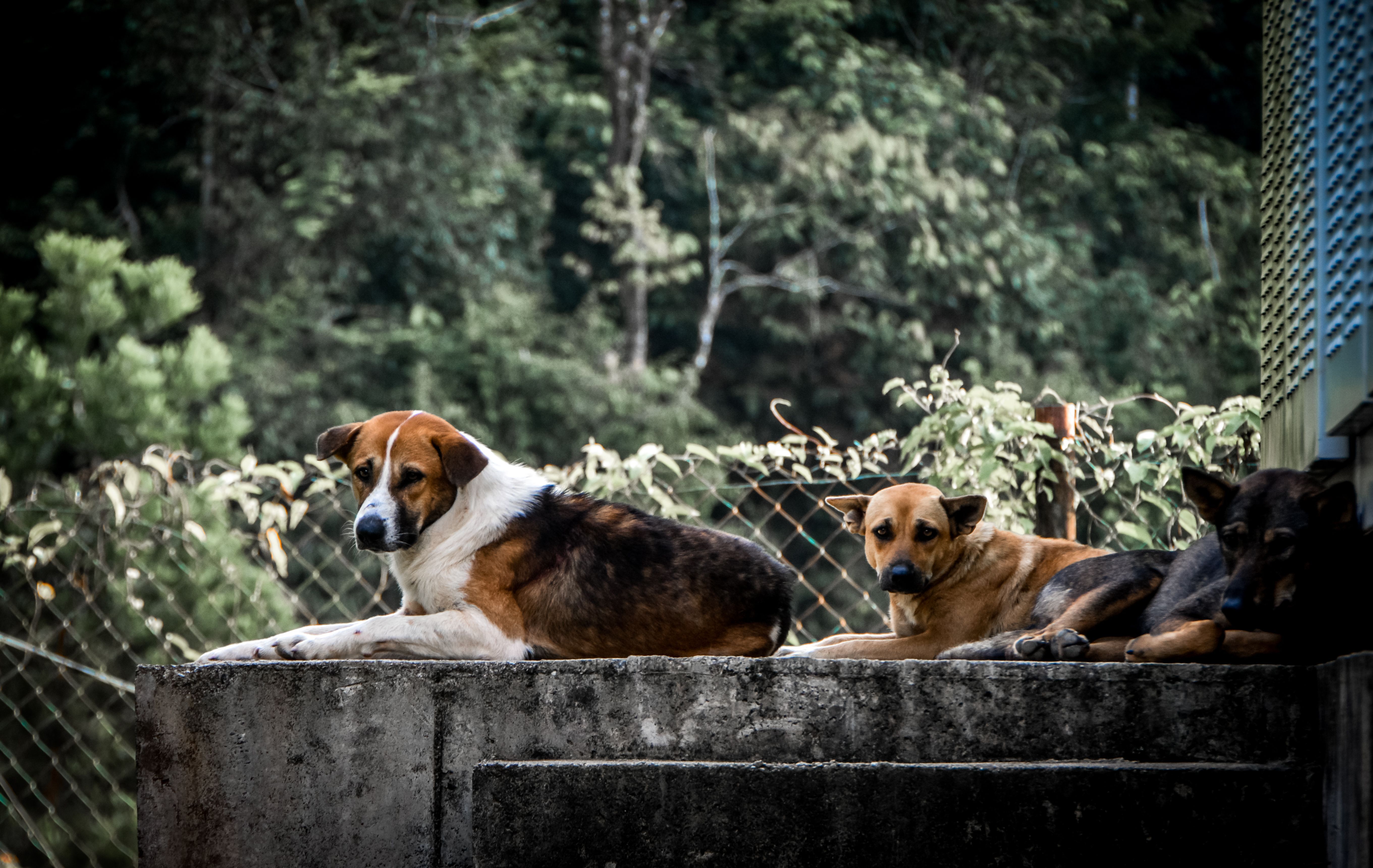 5441x3441 Three Dogs Lying on the Concrete · Free