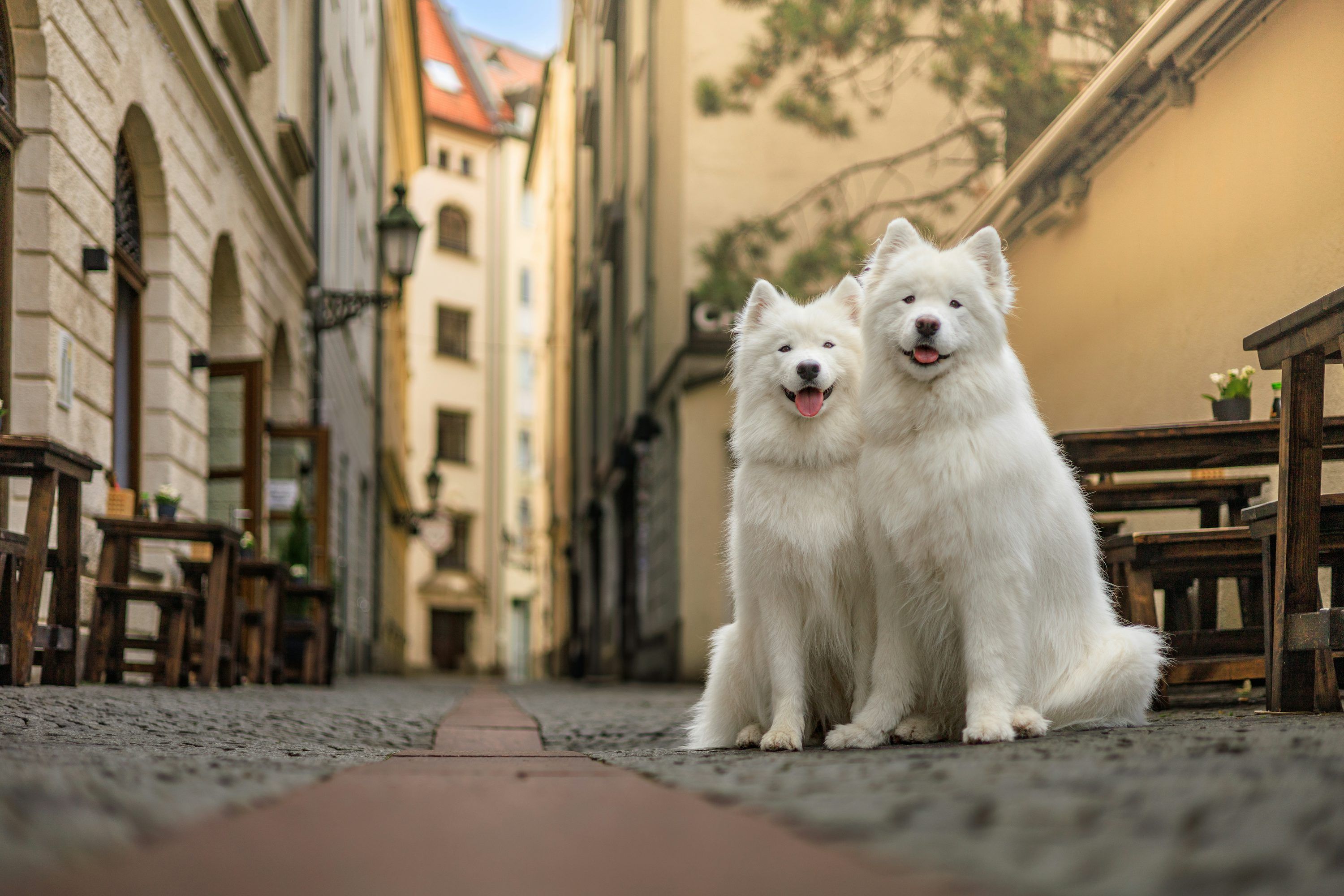 3000x2000 Two fluffy white dogs sit on a cobblestone street. photo