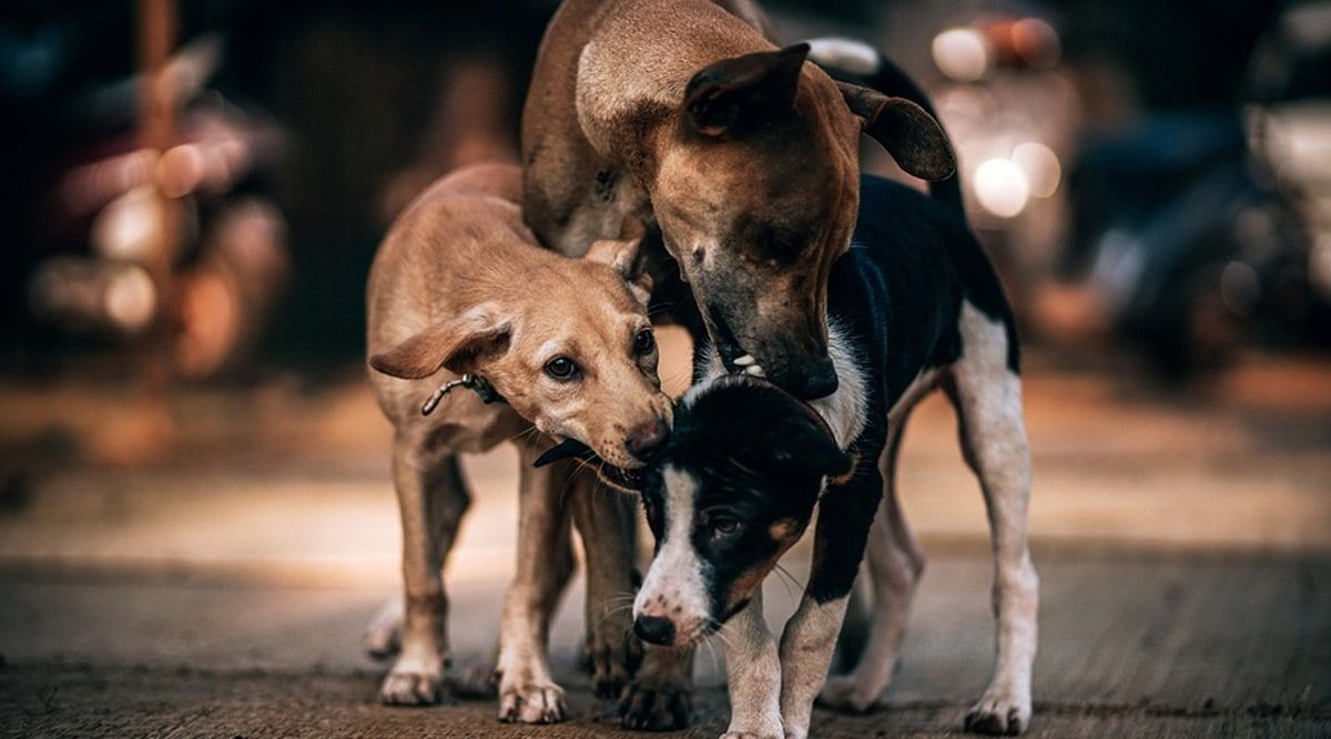 1200x667 Street dogs may actually belong to the streets: A dog lover's perspective. The Indian Express