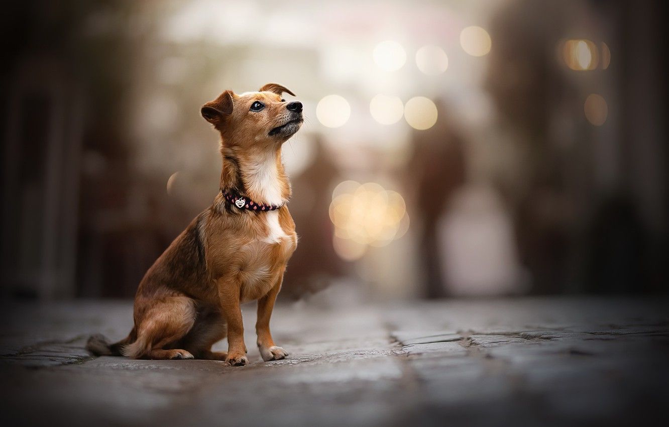 1332x850 Street Dog Wallpaper
