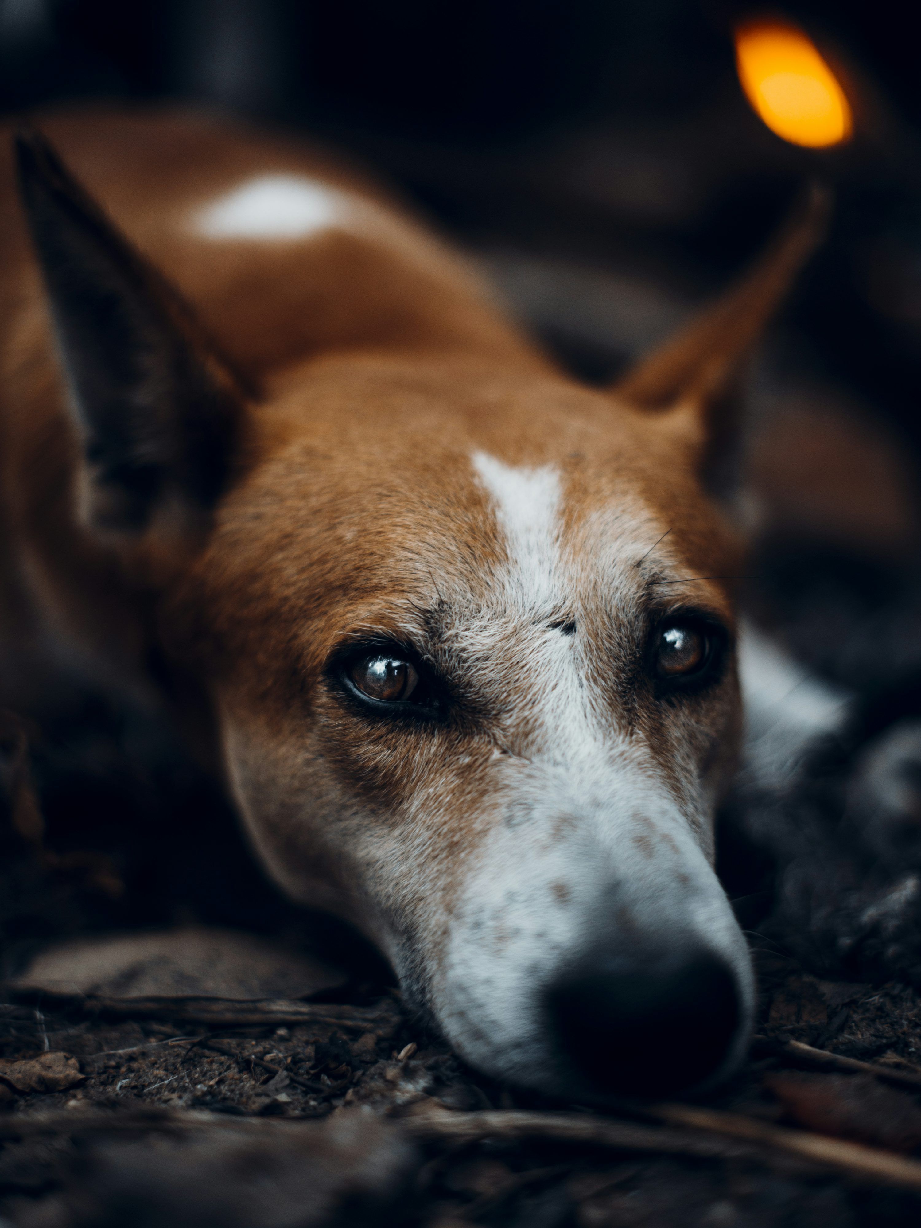 3000x3999 Shallow Focus Photo Of Short Coated Brown Dog Biting Tree Branch Photo