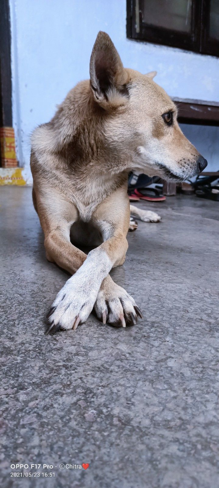720x1600 Indie Dog Wallpaper