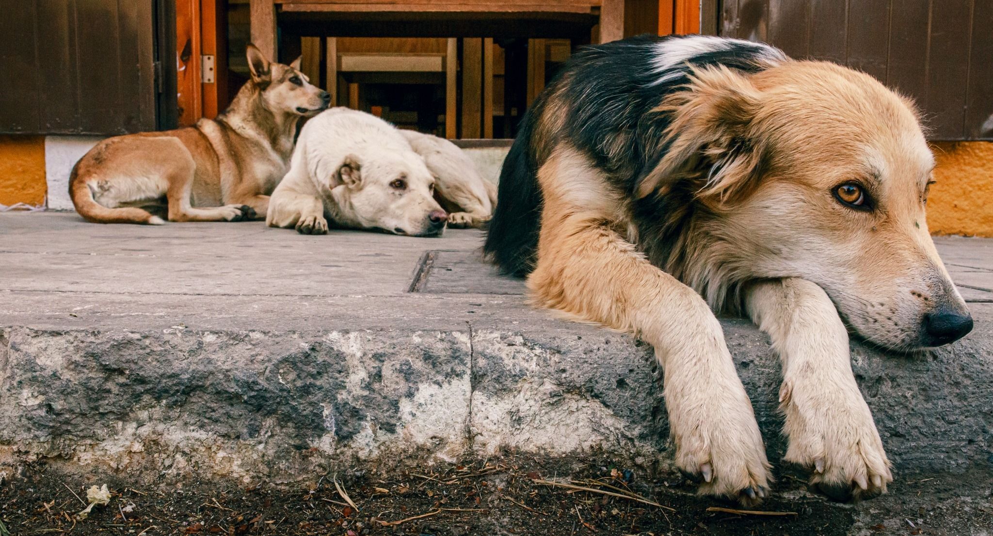 2048x1107 Street Dogs. International Photo Awards