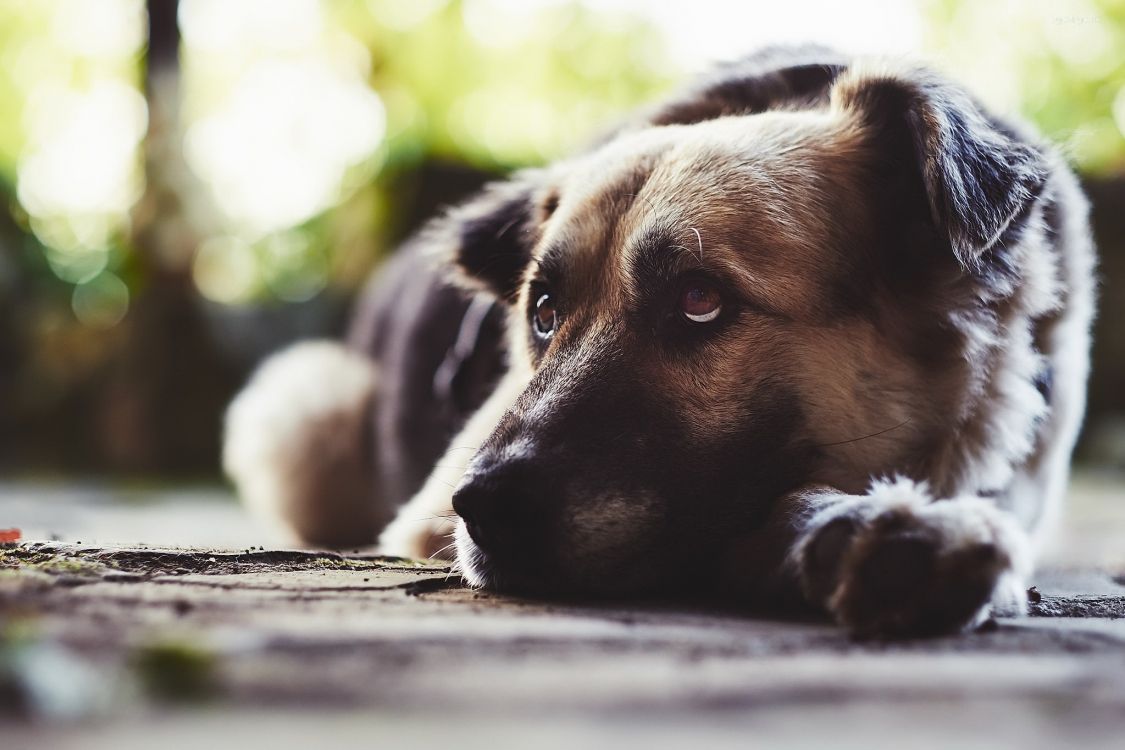 1125x750 Wallpaper Snout, Dog Breed, Puppy, Street Dog, Dog, Background Free Image