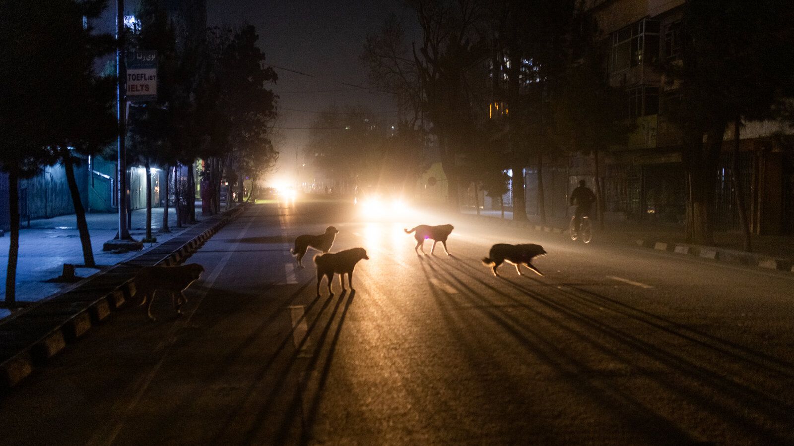 1600x900 In Kabul's Streets, Dogs Rule the Night