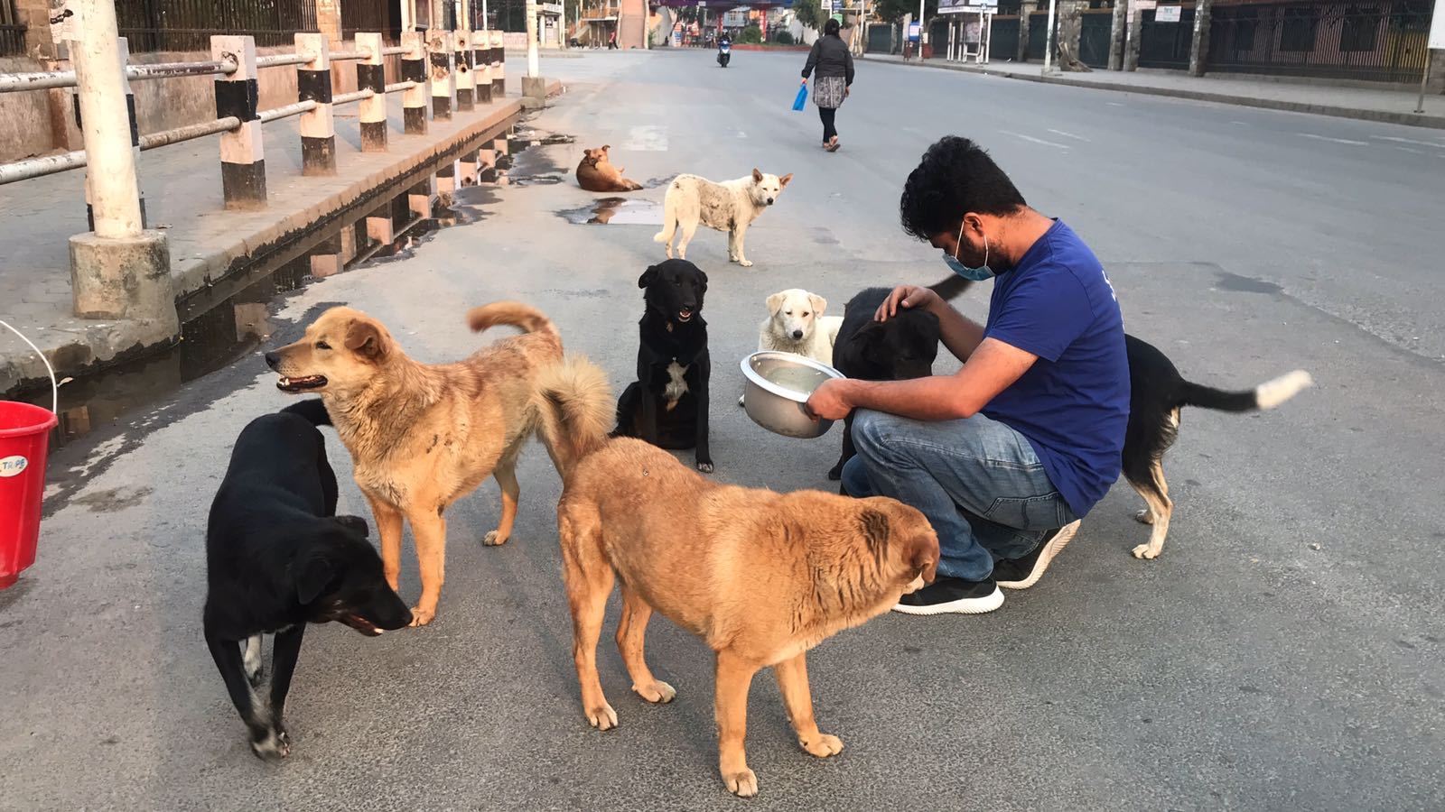 1600x900 Showing Humanity Toward Street Dogs Partner, Latest news of Nepal in English, Latest News Articles
