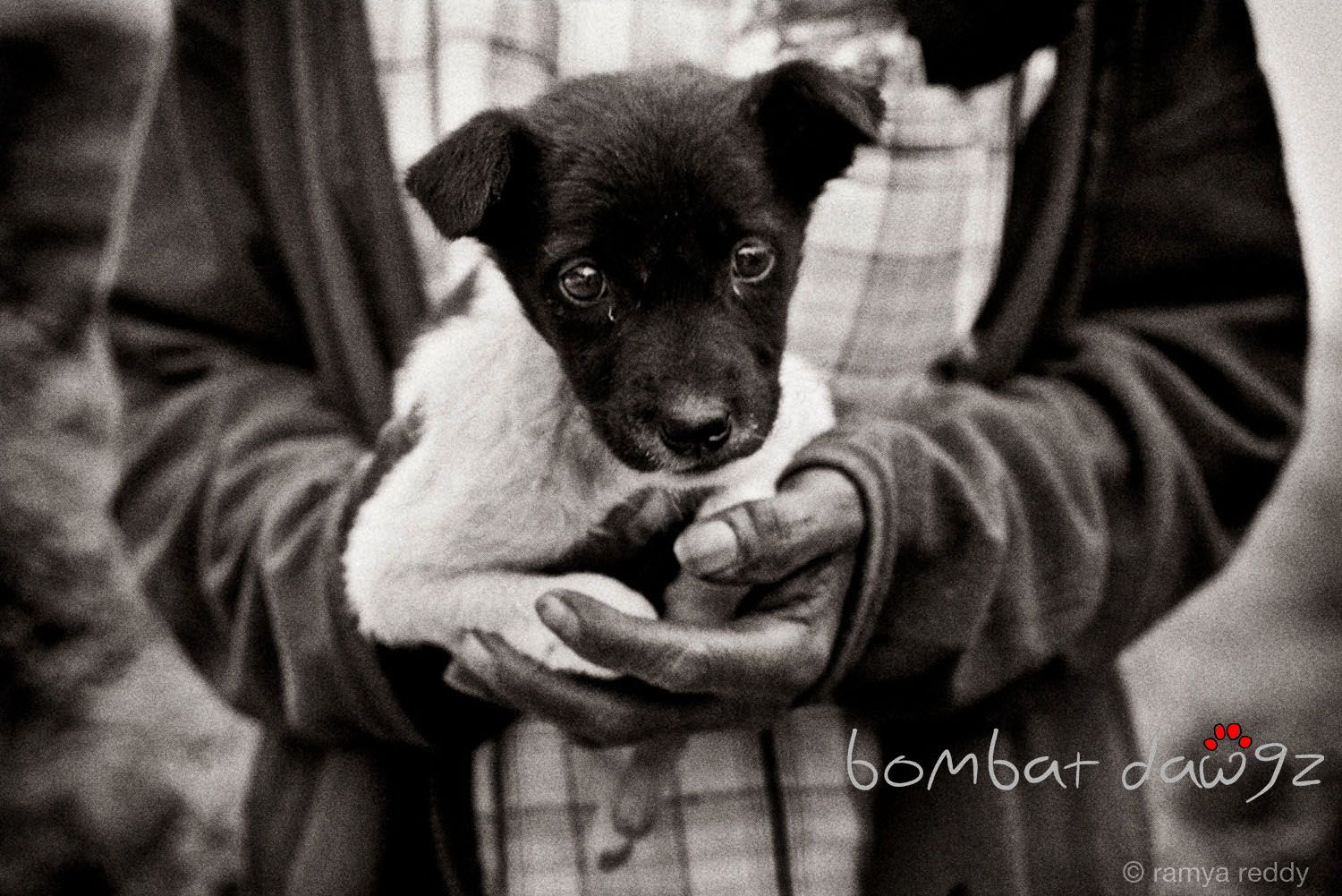 1500x1001 stray dogs