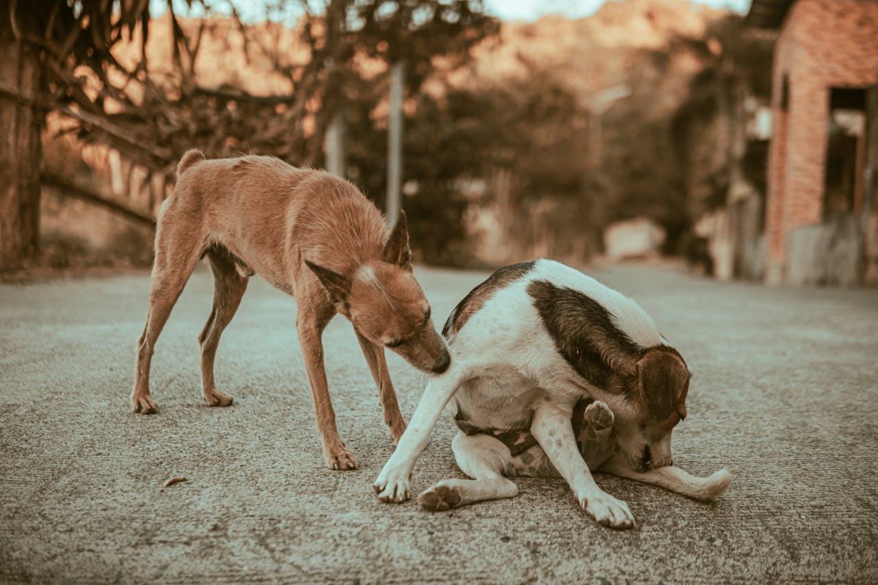 1280x853 Offerings Side Street Dogs
