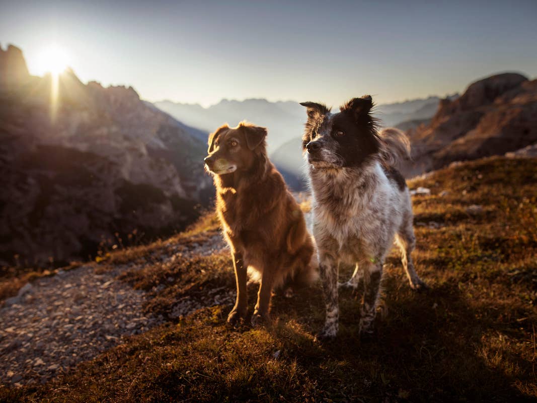 1067x800 Guatemala Street Dogs Joining Traveler on Impromptu Sunrise Hike Is Like a Scene From a Movie