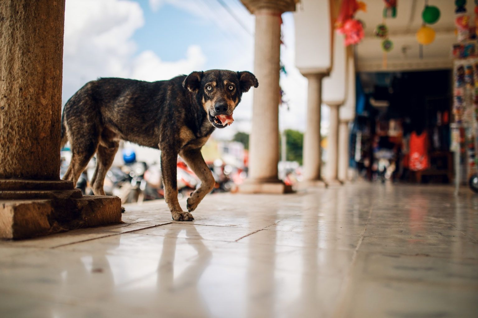 1536x1024 Street Dogs. International Photo Awards