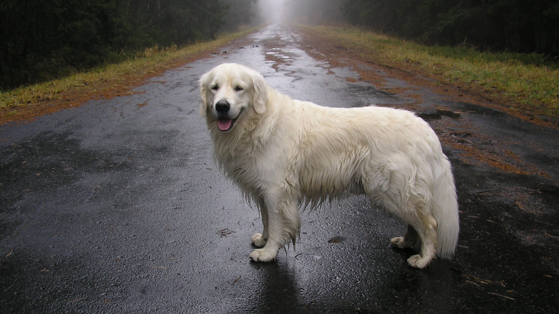 1920x1080 Long Coated White Dog, Street, Animals, Wet, Dog HD Wallpaper