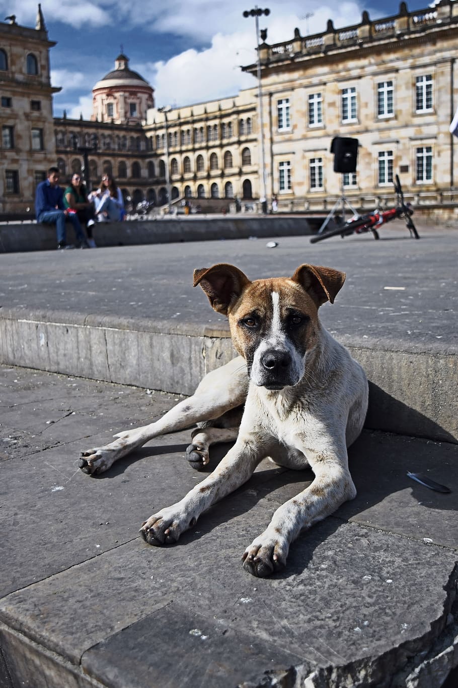 910x1365 HD wallpaper: bogota, dog, colombia, animal, can, pet, street, animals, abandoned