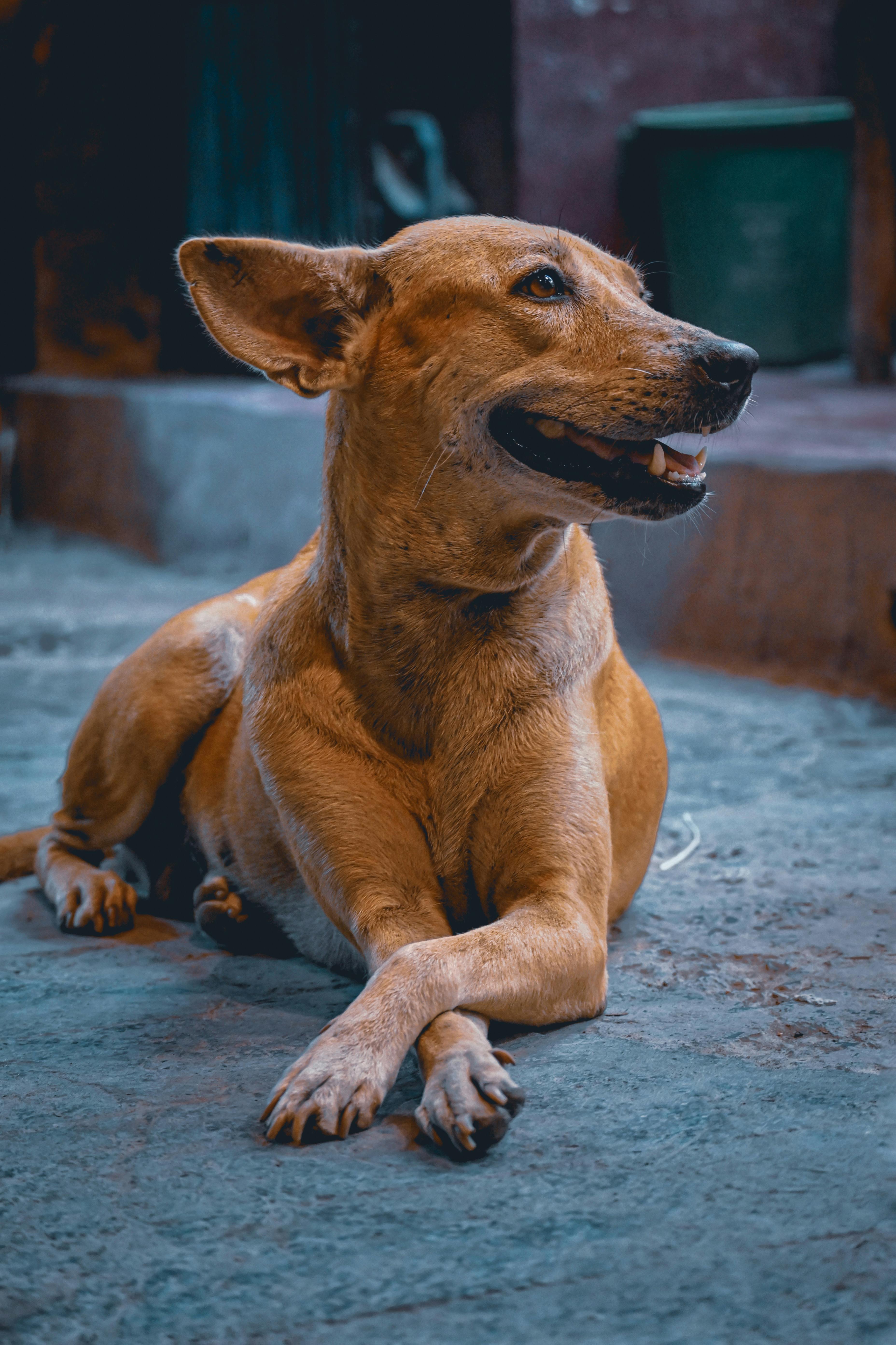 3712x5568 Stray Dog Indian Street Pedigree For Street Dogs Lives Of Streeties: A Study On The Activity