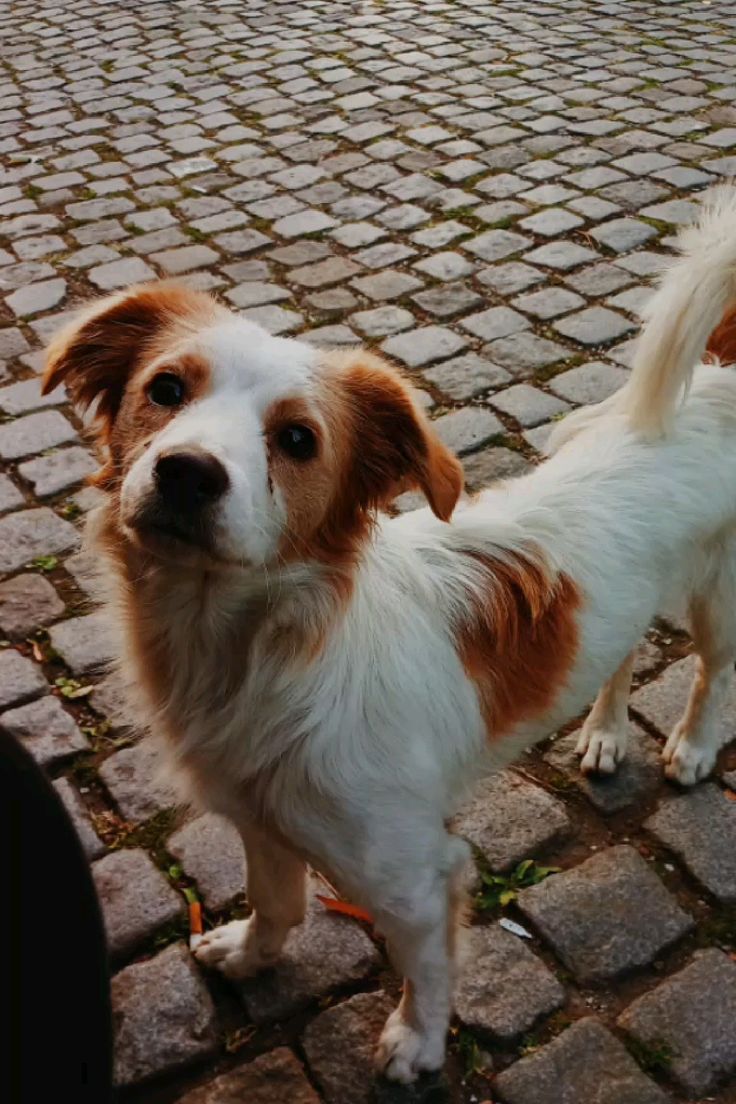 736x1104 cute small street dog
