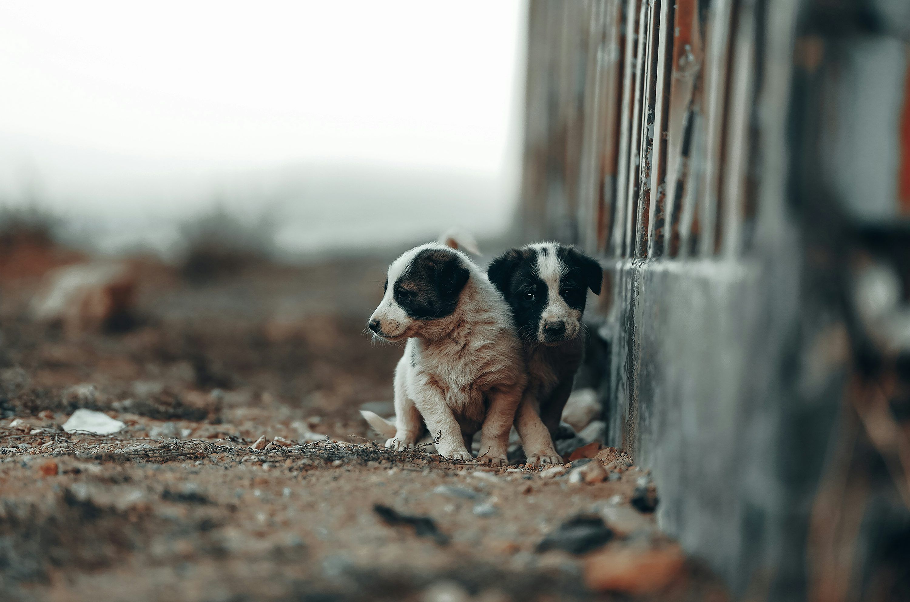 3000x1986 A couple of dogs that are standing in the dirt photo