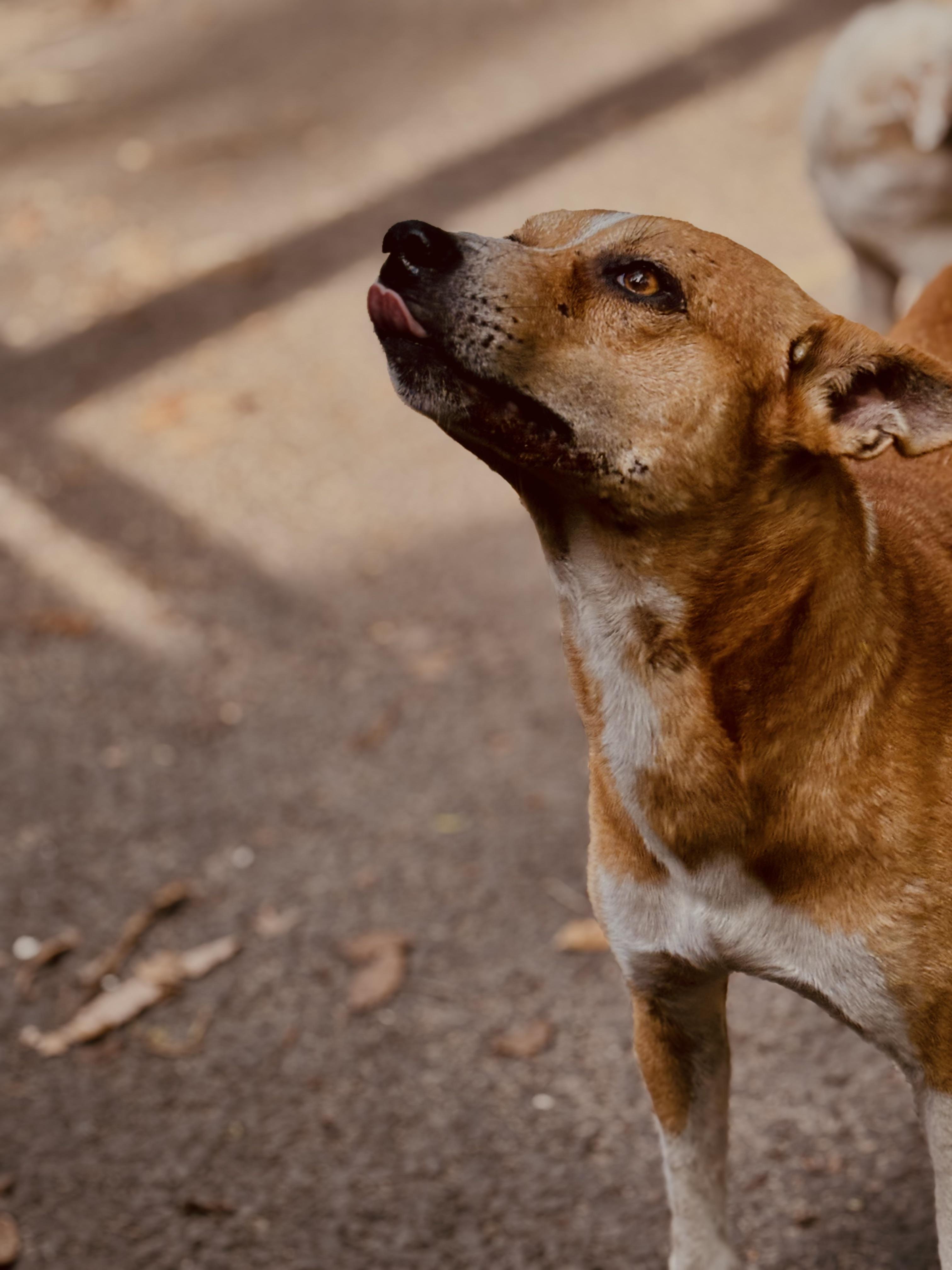 3024x4032 Street dogs