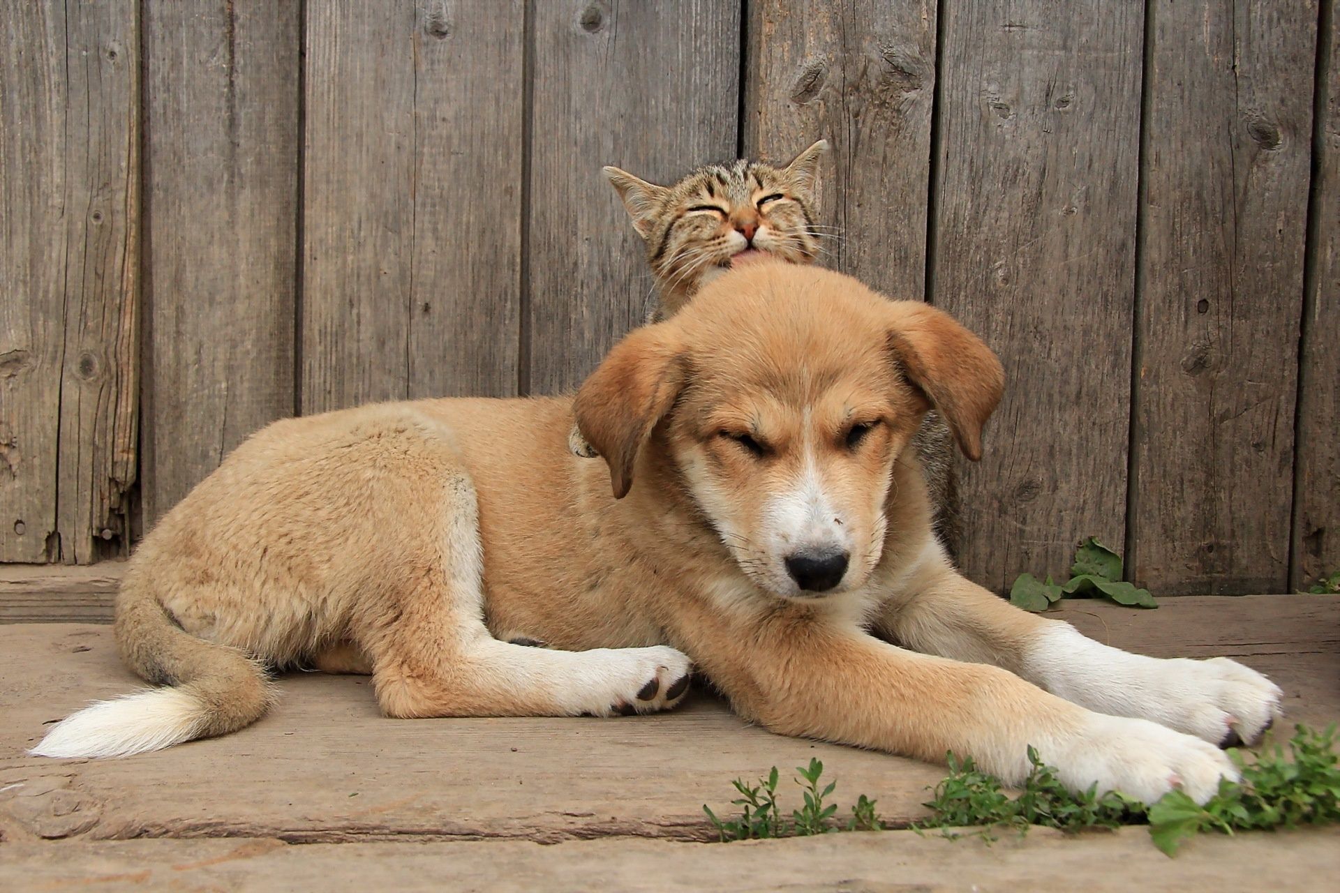 1920x1280 Wallpaper cat, background, dog for mobile and desktop, section животные, resolution 1920x1280