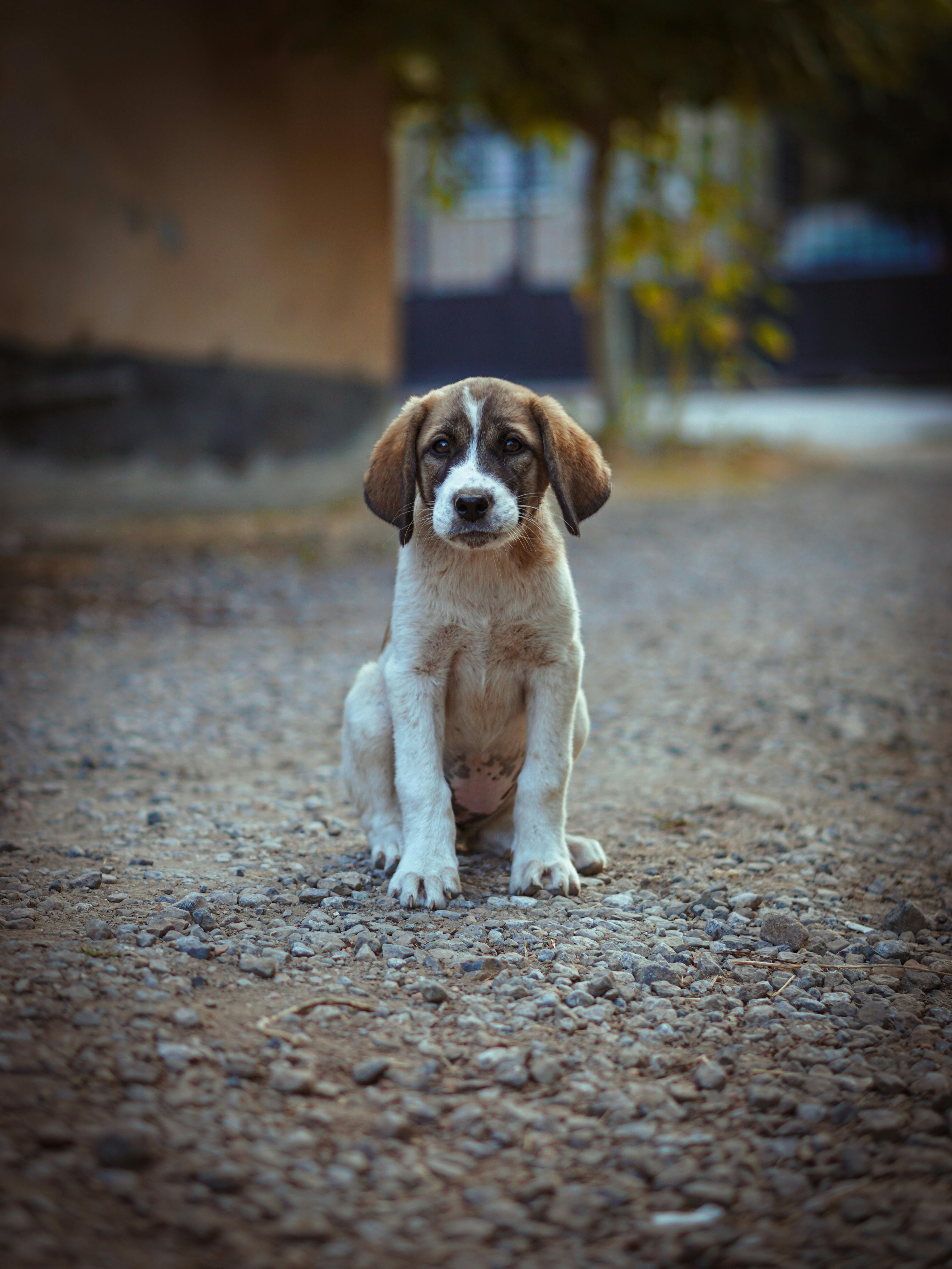 3752x5001 How to make winter safer for street dogs: 5 simple actions you can take