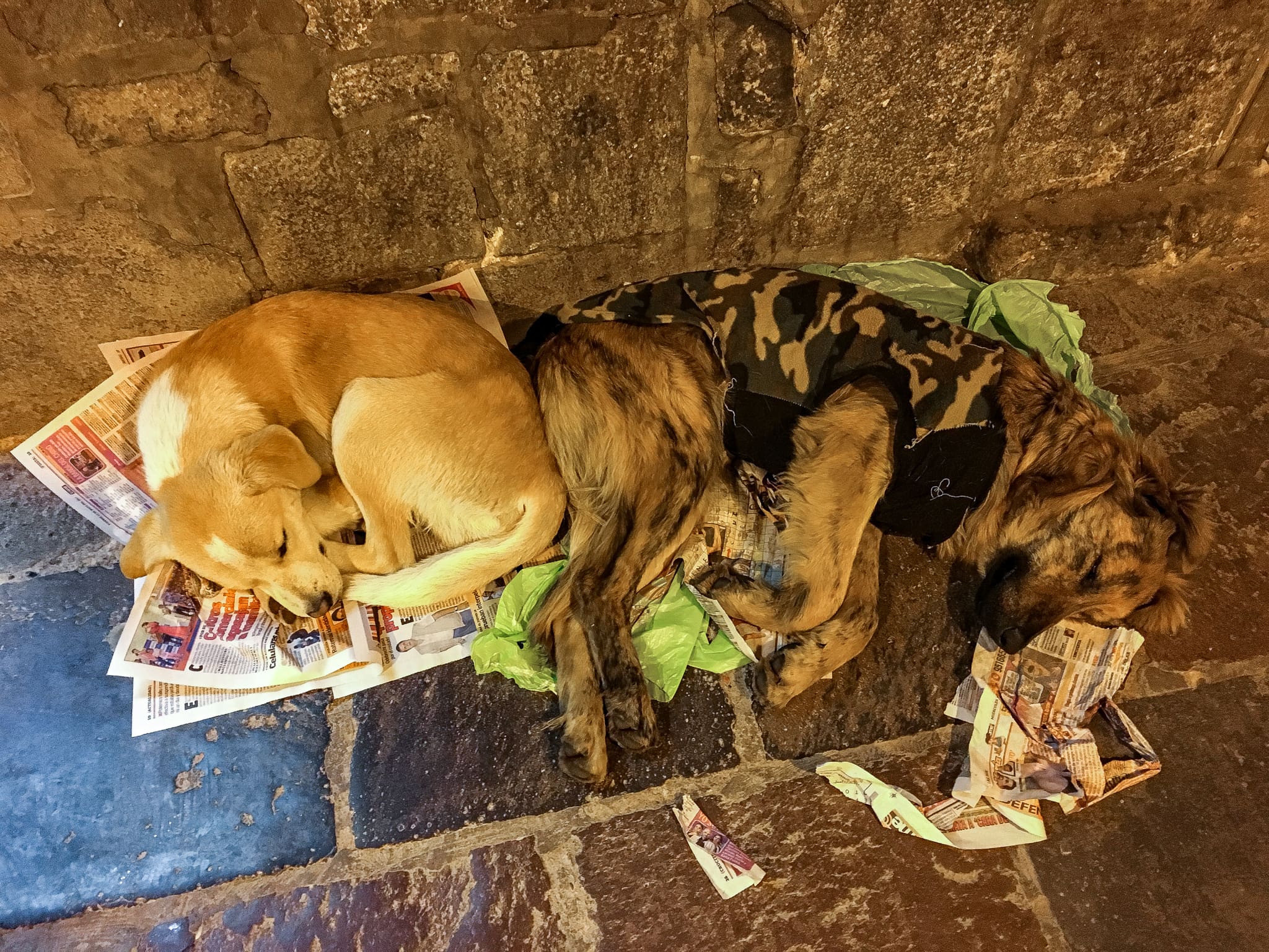 2048x1536 The Wandering Street Dogs of Peru • Simply Angella