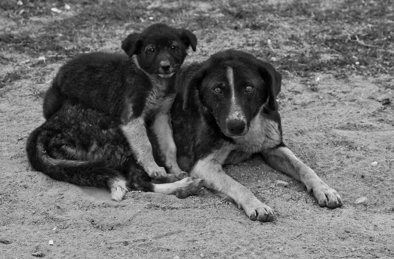 1280x842 Dogs Puppy Canine