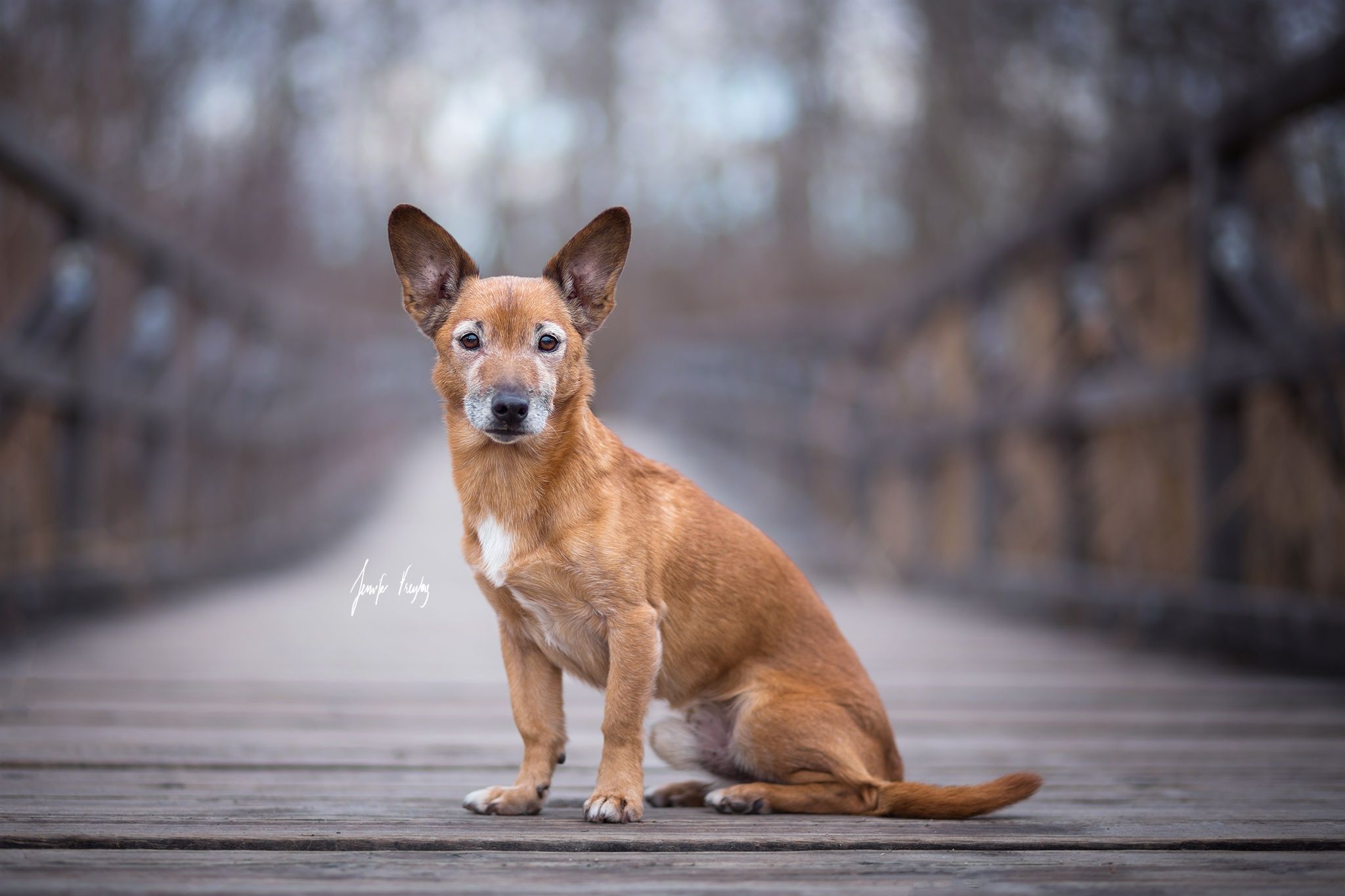 2048x1365 Phone wallpaper: Animal, Dog, Dogs 494342