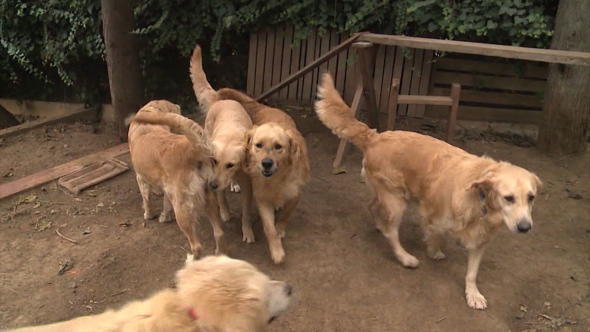 1920x1080 Finding homes for Turkey's abandoned canines