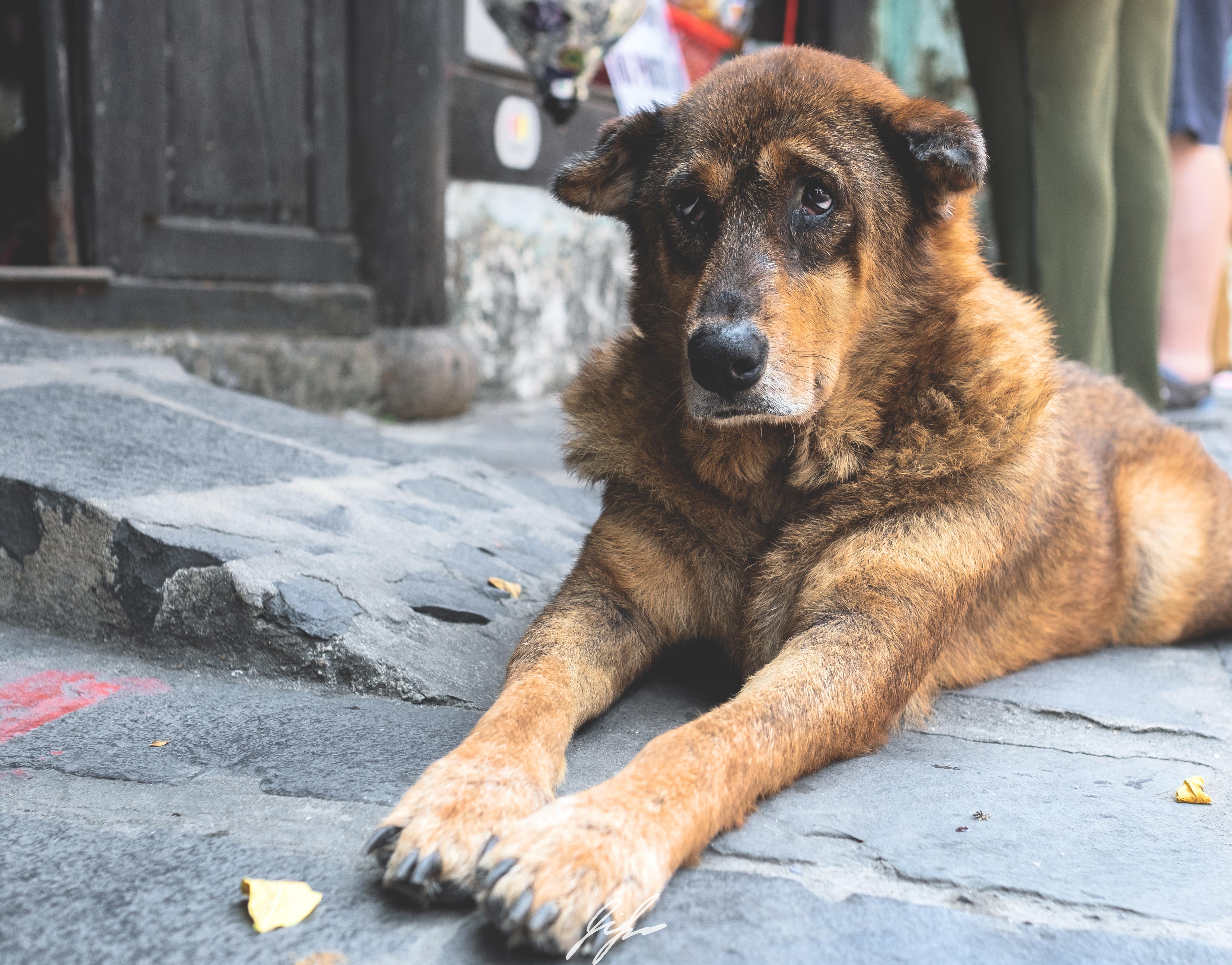 4105x3216 When I travel I walk random streets, I take random photo of dogs (Hoi An, Vietnam)