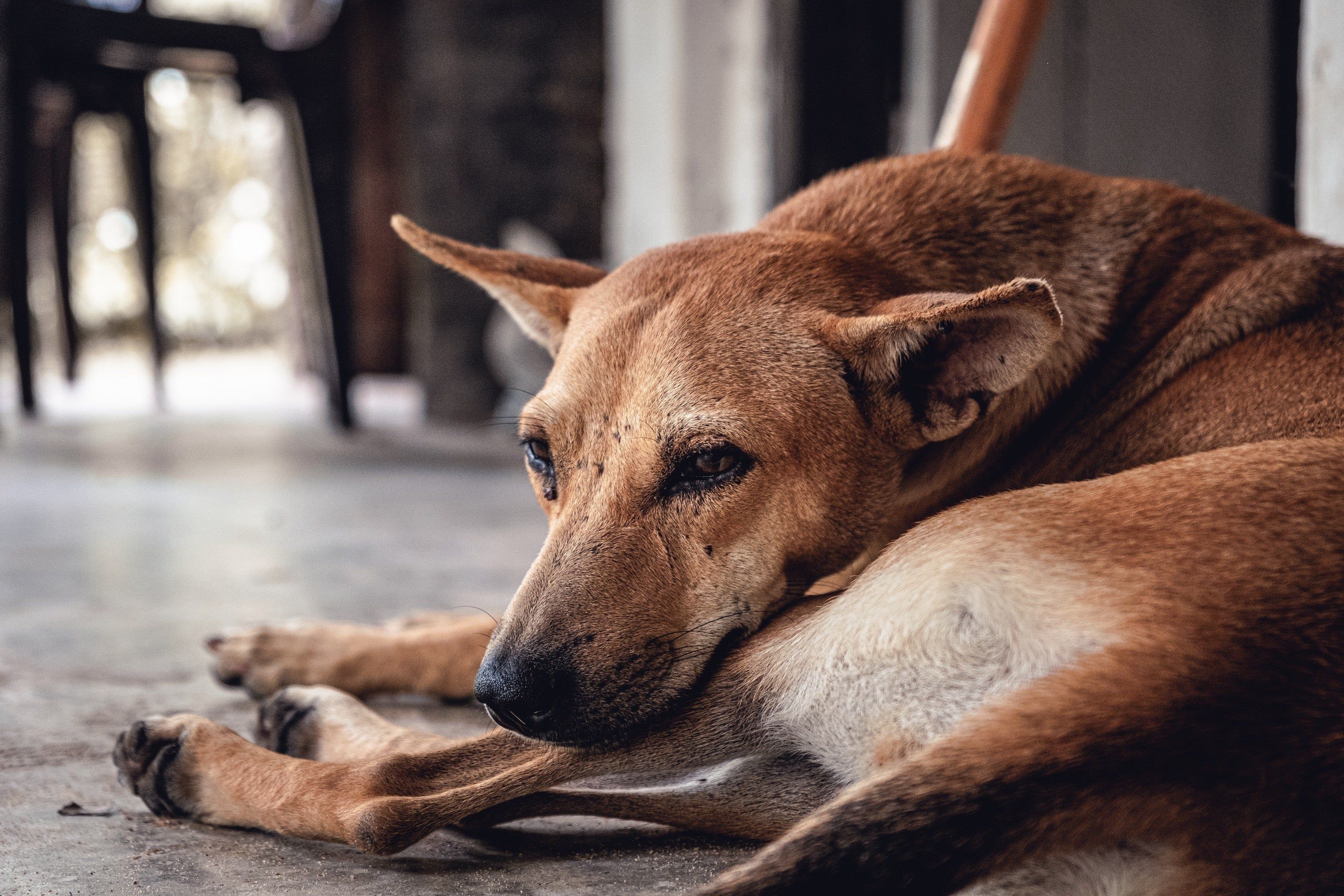 3000x2000 Tips On Dealing With Unknown Dogs