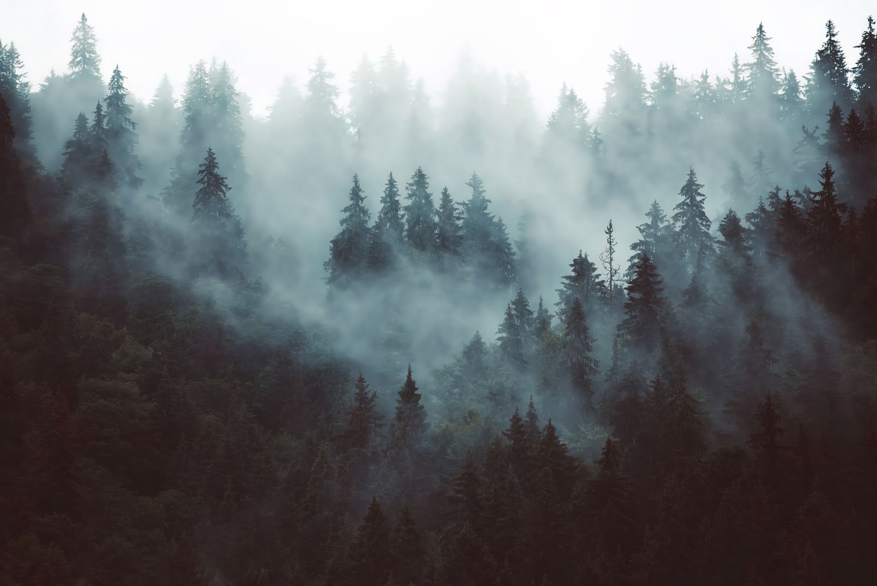 1800x1202 Foggy Forest Wall Murals Beautiful forest in the fog Nr. u54118