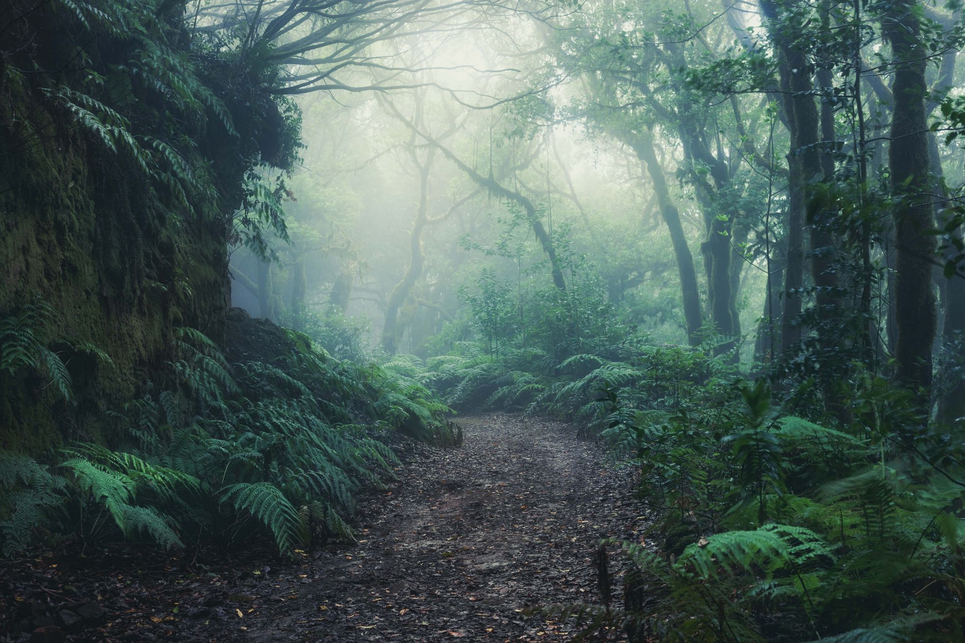 1920x1280 Green foggy forest