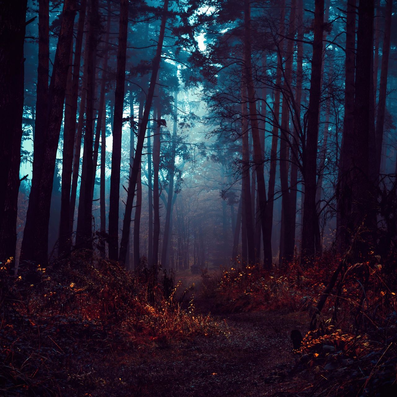 1280x1280 Forest Wallpaper 4K, Fog, Morning, Dark, Path, Autumn
