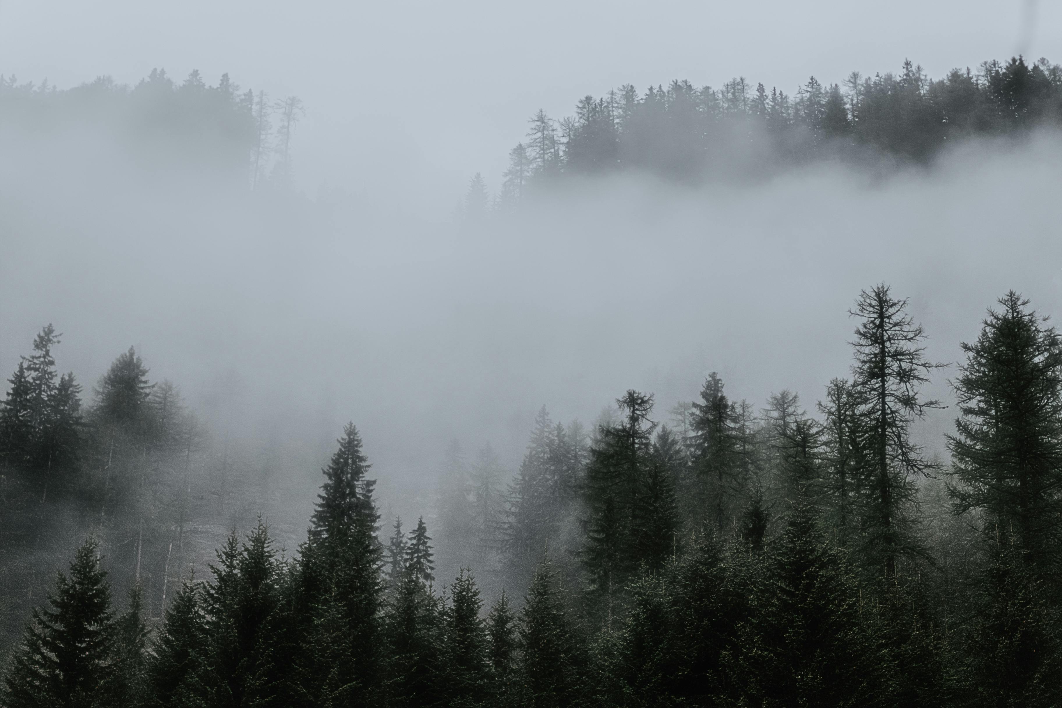 3648x2432 Trees Surrounded by Fogs in the Forest · Free