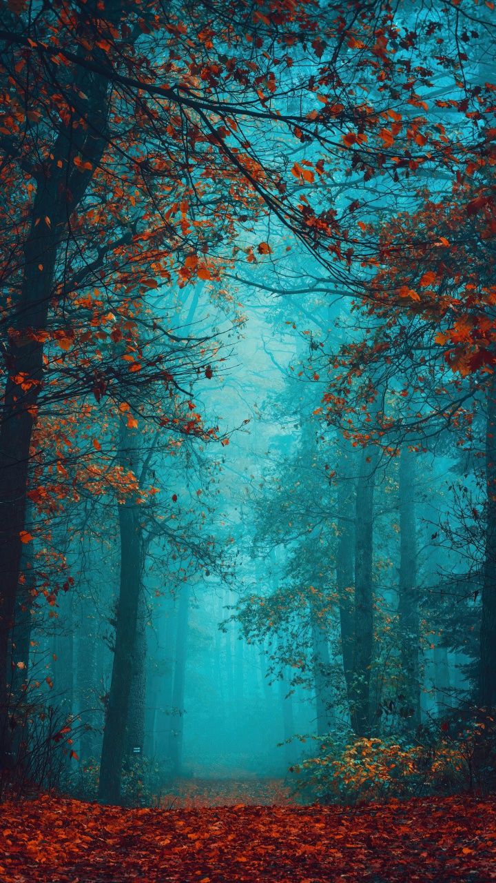 720x1280 Foggy night Wallpaper 4K, Autumn Forest, Beauty, Mystical