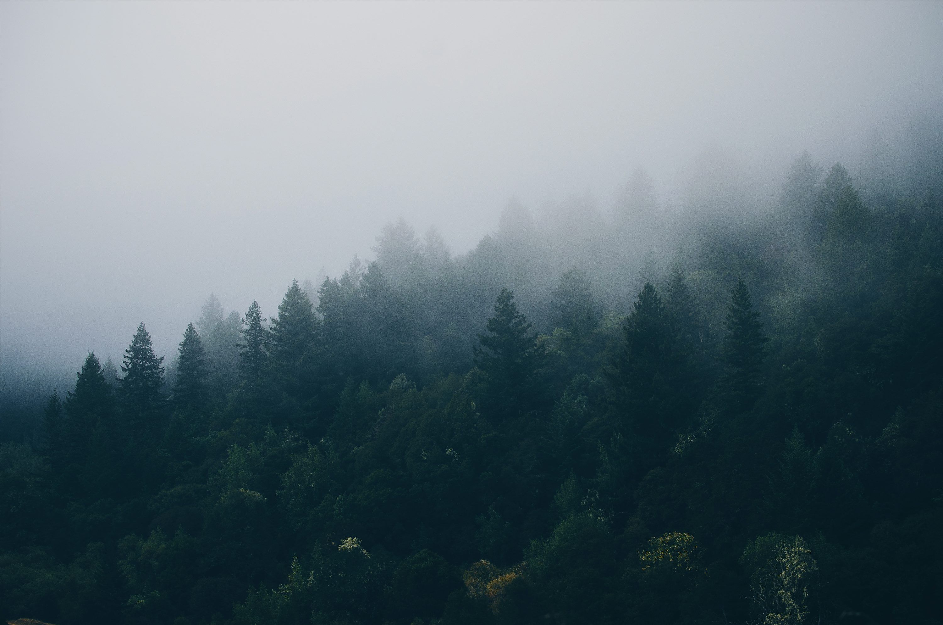 3000x1987 Foggy Forest Picture [Stunning!]. Download Free Image