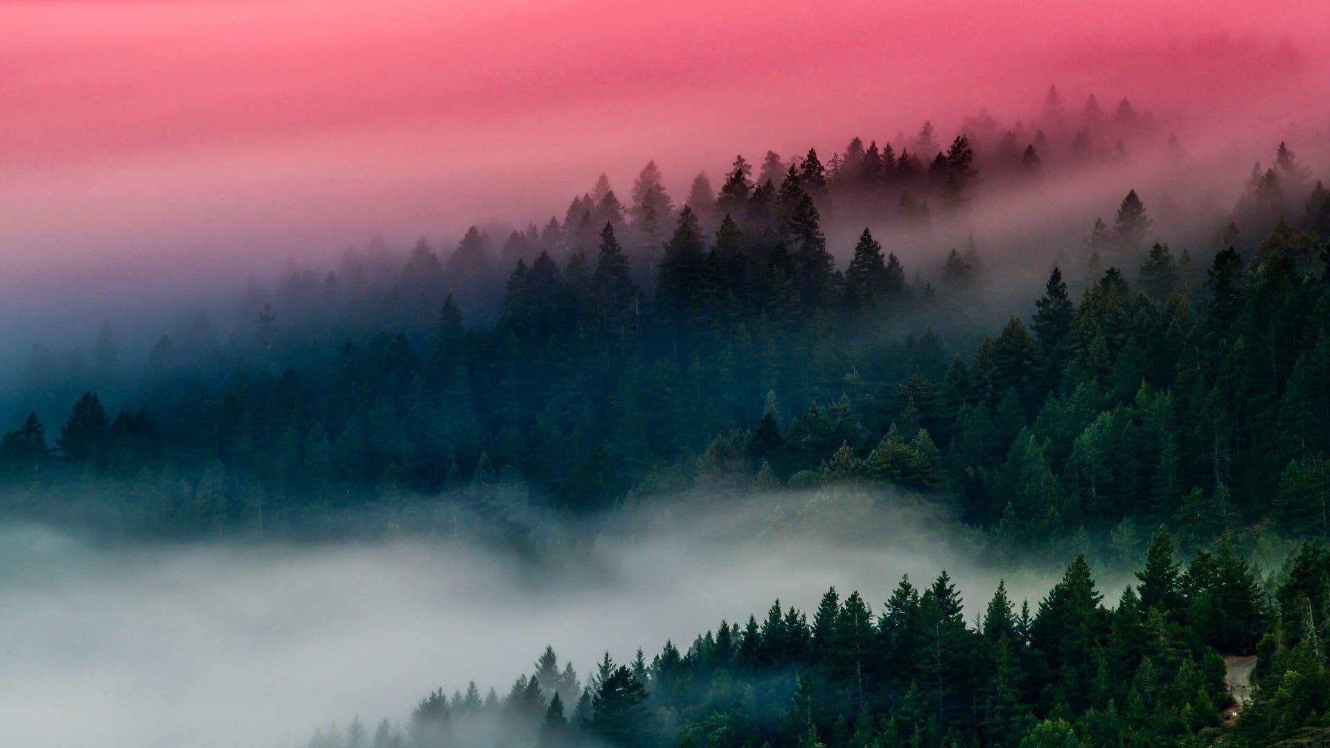 1920x1080 Foggy forest [1920x1080]