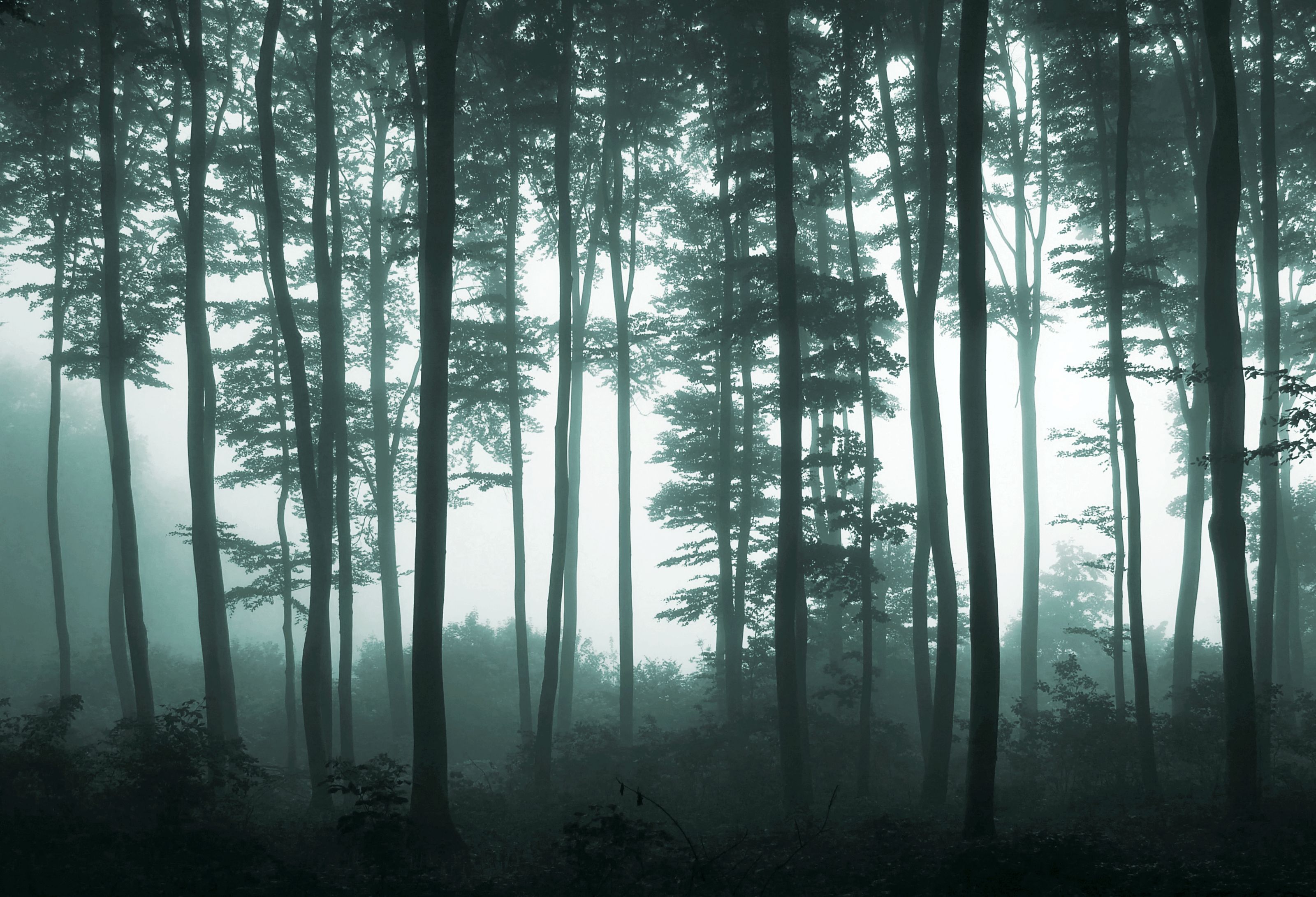 3200x2181 Foggy Forest Light Mural Your Way