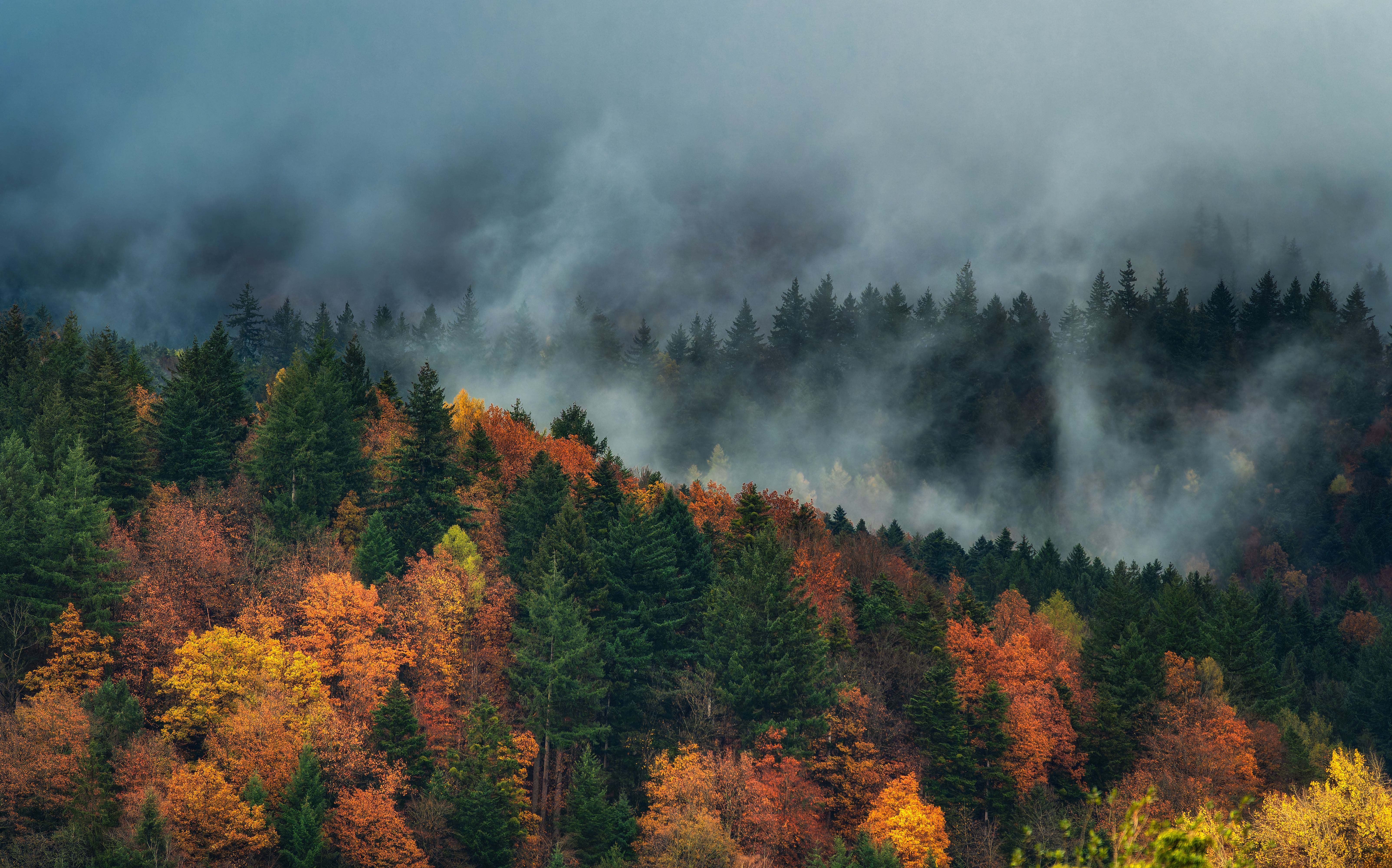 6414x4000 Smoky Forest Photo, Download The BEST Free Smoky Forest & HD Image