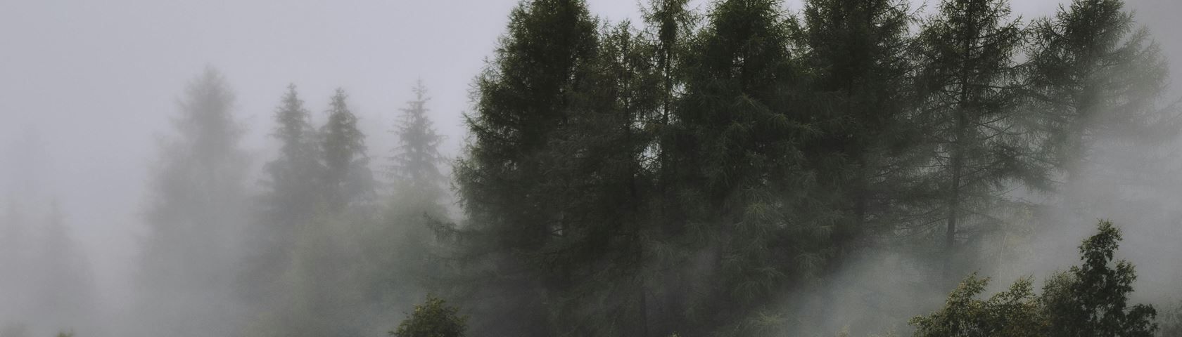 1680x480 Forest with Fog • Image • WallpaperFusion by Binary Fortress Software
