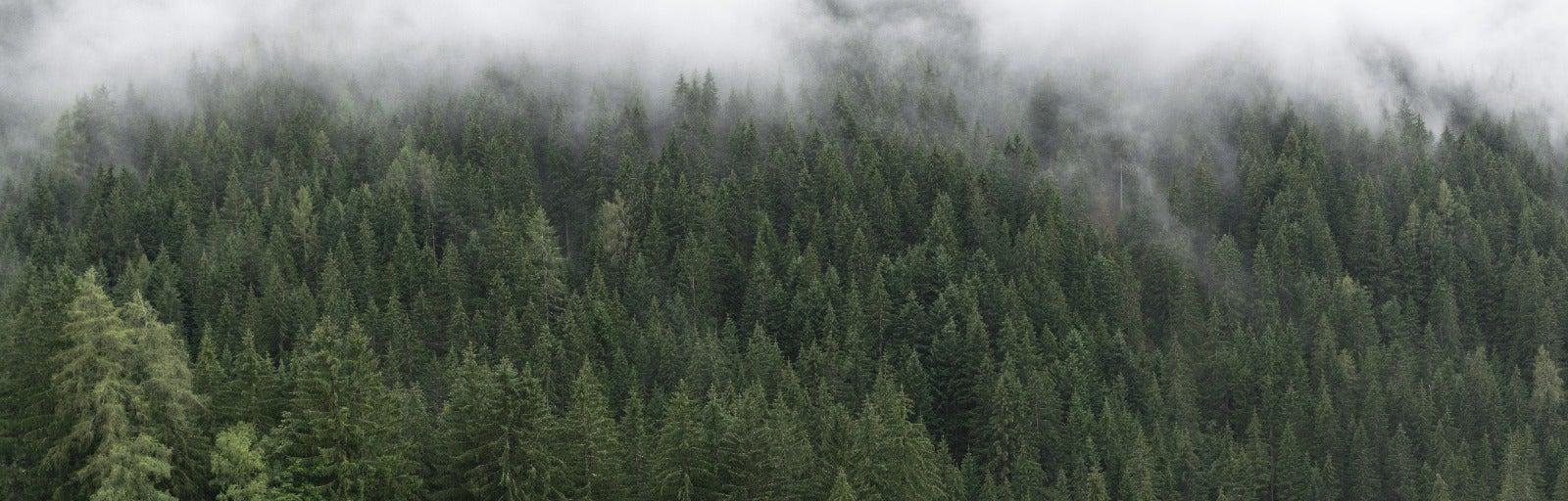 1600x512 Panoramic Foggy Forest Wall Mural