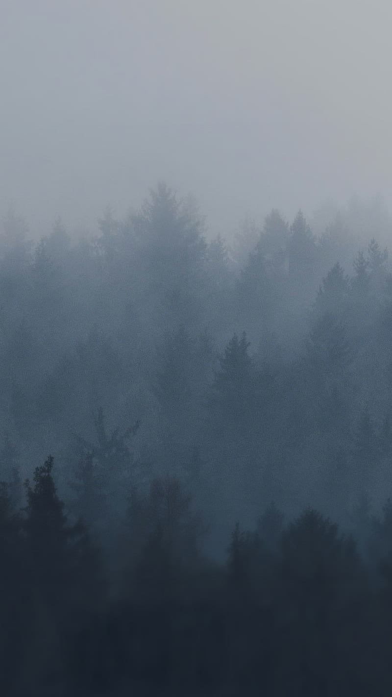800x1422 Foggy forest, fog, dark, HD phone wallpaper