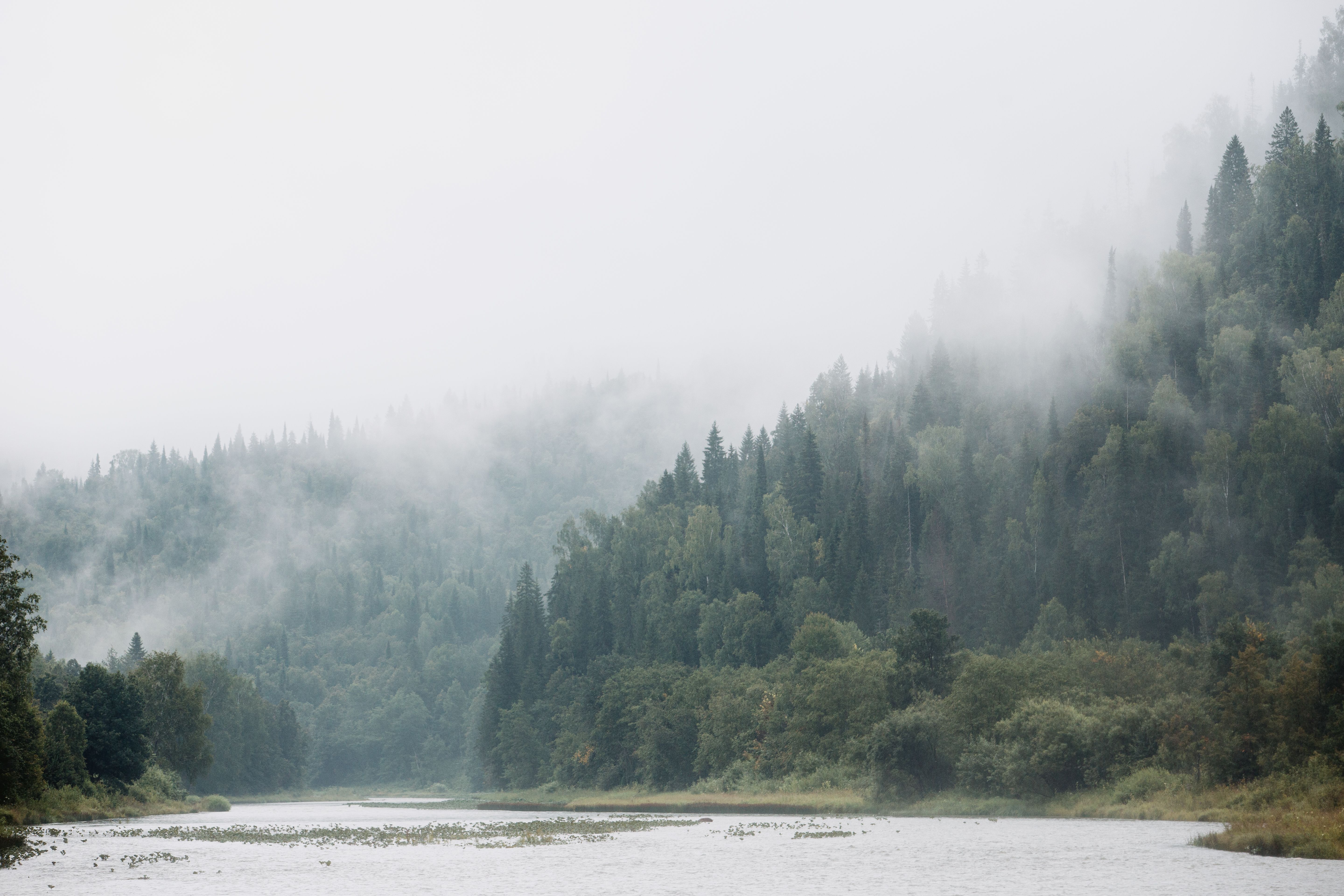 5760x3840 Fog over River in Forest · Free