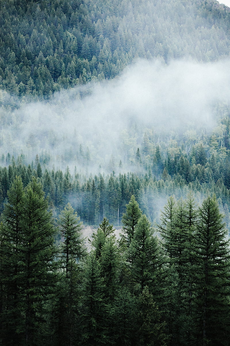 800x1200 Aerial graphy of fog covered pine forest, HD phone wallpaper