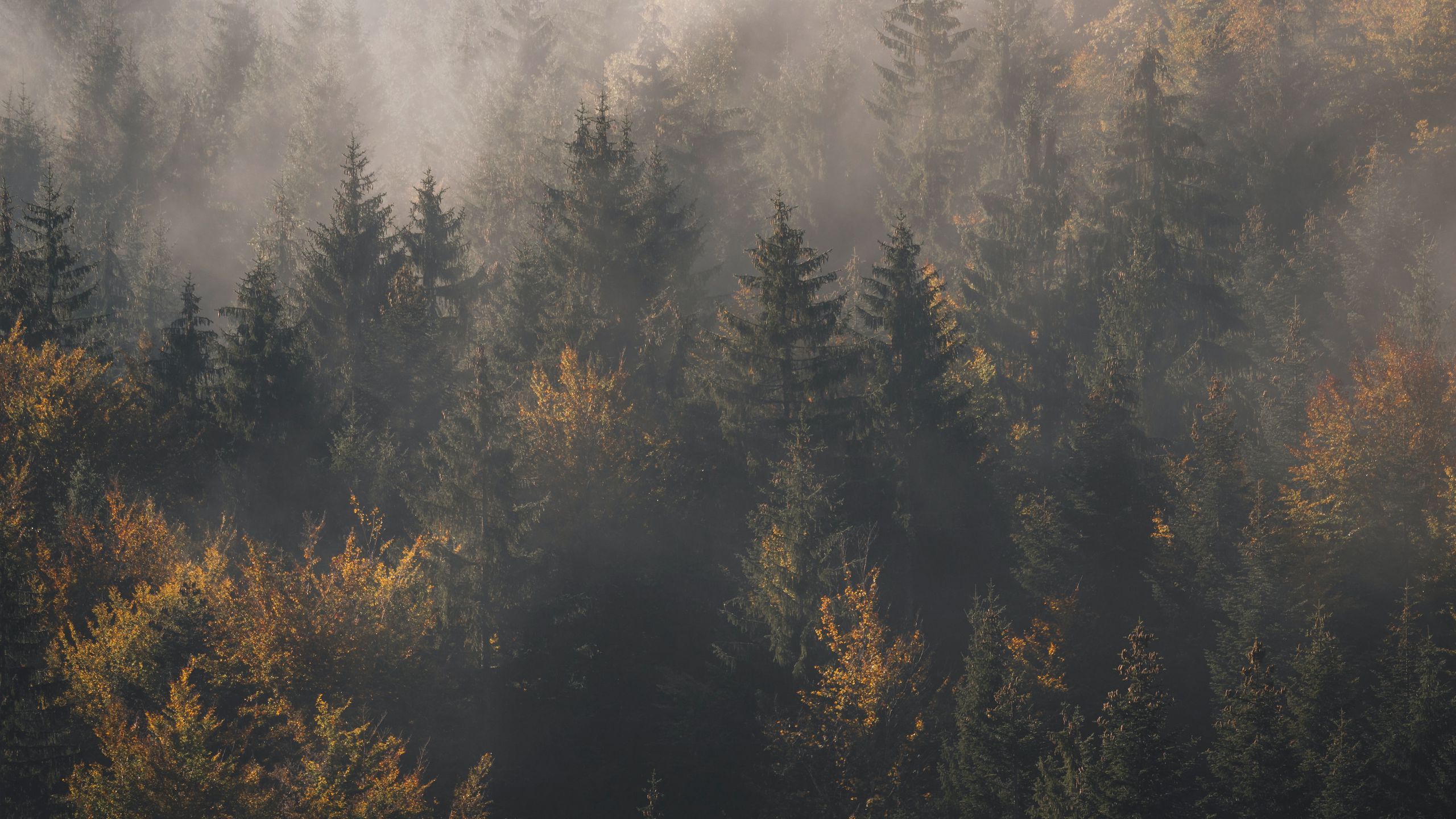 2560x1440 Download wallpaper 2560x1440 forest, fog, trees, pines, aerial view widescreen 16:9 HD background