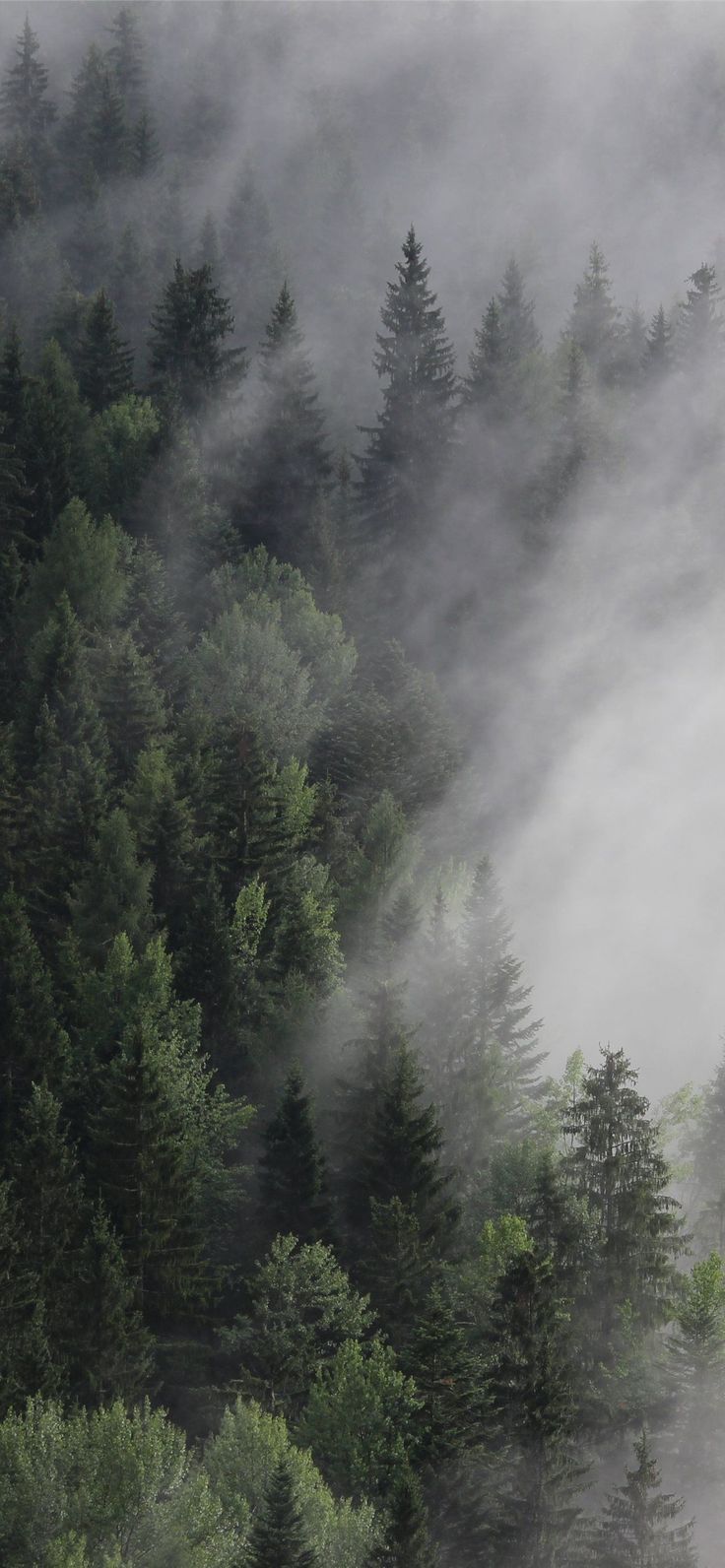 736x1592 Austria 4k 5k 8k forest fog mist pines Nature iPhone Wallpaper #templates #zicxi